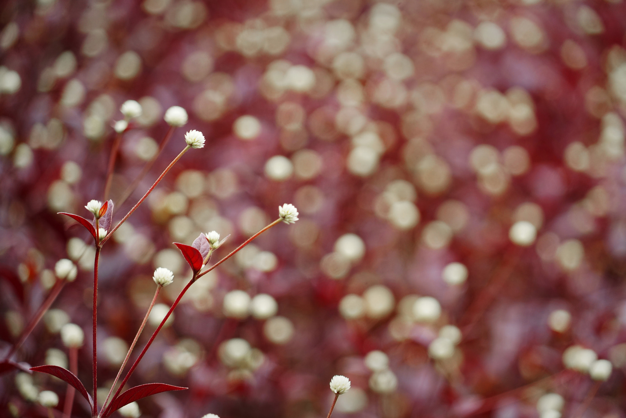 Sony a7R + Sony FE 24-240mm F3.5-6.3 OSS sample photo. Simple beauty photography