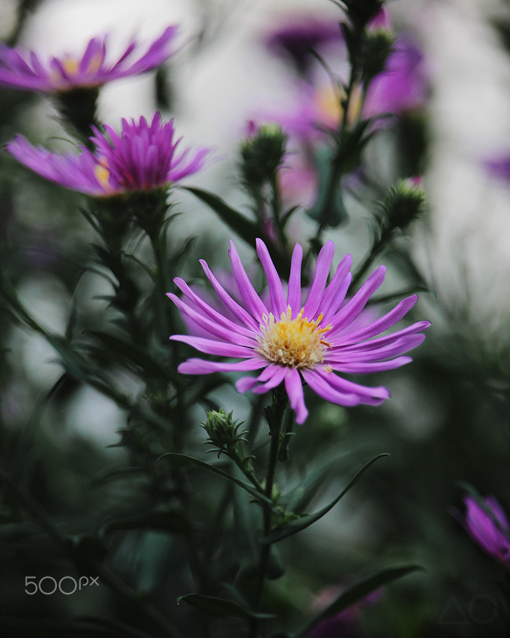 Canon EF-S 55-250mm F4-5.6 IS STM sample photo. Purple petals photography