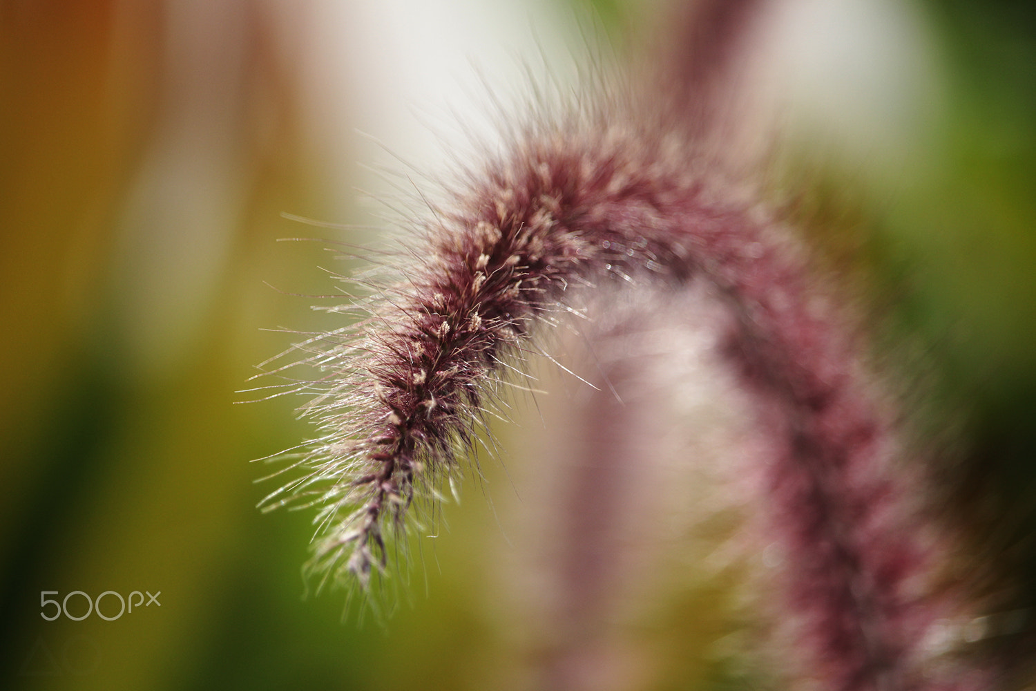 Canon EF-S 55-250mm F4-5.6 IS STM sample photo. Frills photography