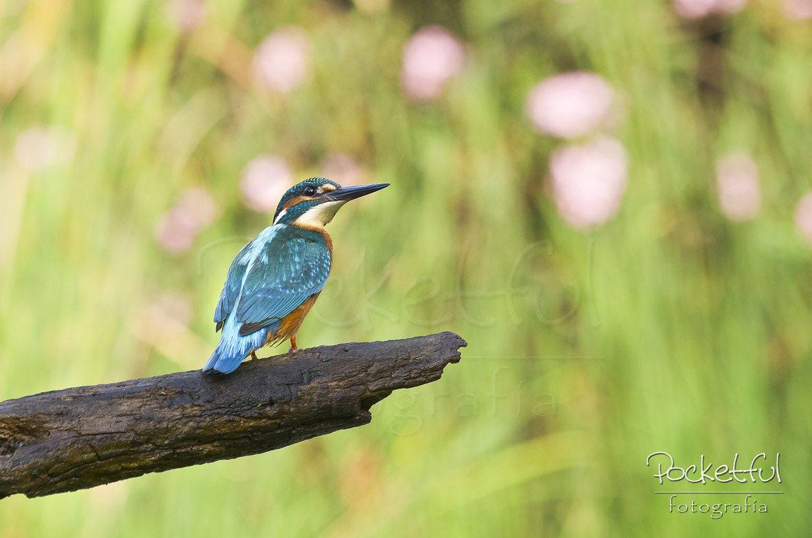 Pentax K-5 + Sigma sample photo. Kingfisher photography