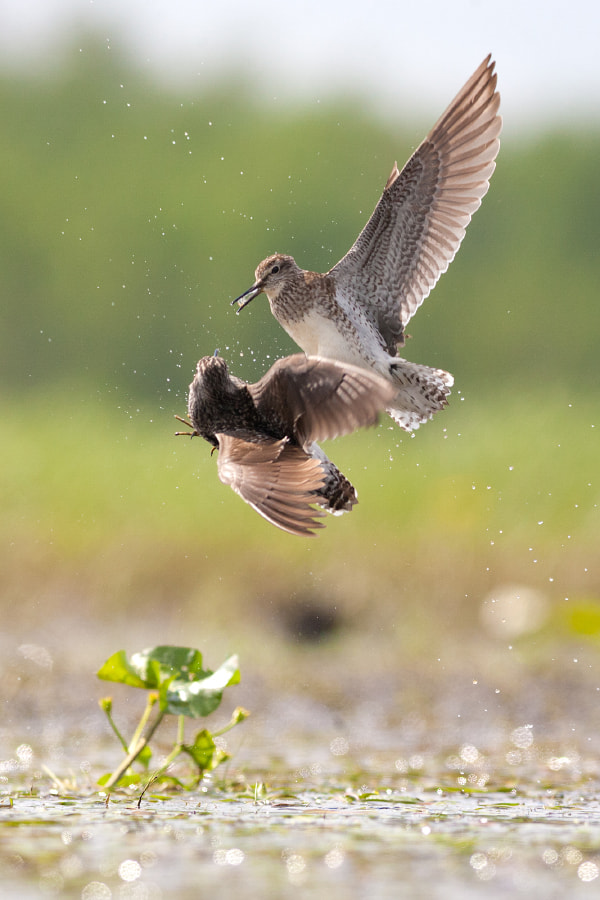 Canon EOS 5D + Canon EF 400mm F5.6L USM sample photo. Encounter photography