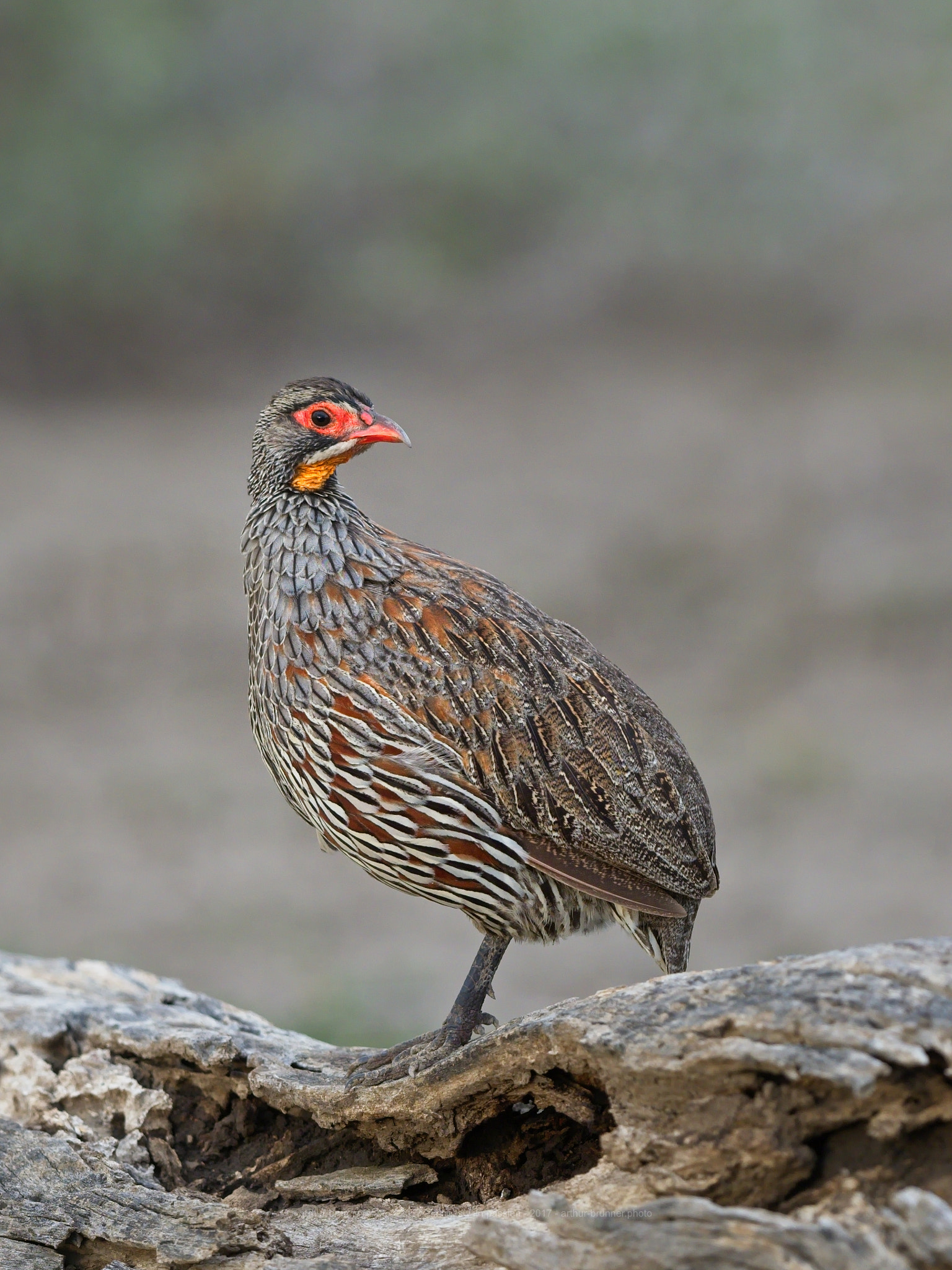 OLYMPUS M.300mm F4.0 sample photo. Spurfowl photography