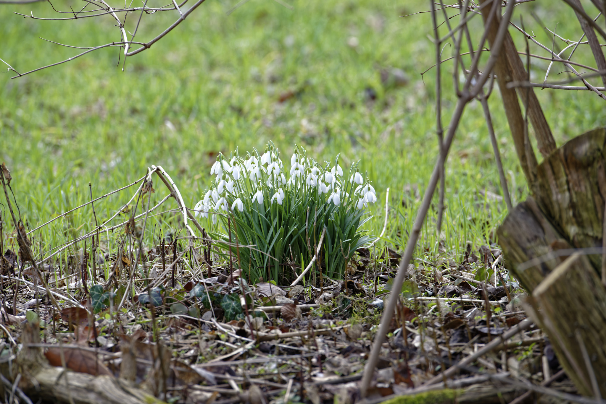 Nikon D810 sample photo. Schneeglökchen in von alten garten,hannover. photography