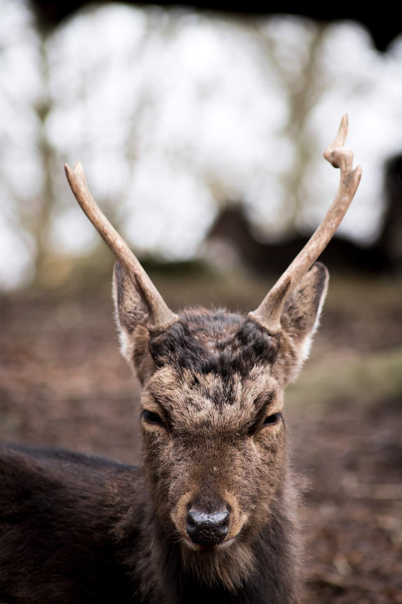 Canon EOS 760D (EOS Rebel T6s / EOS 8000D) sample photo. Deer in aarhus photography