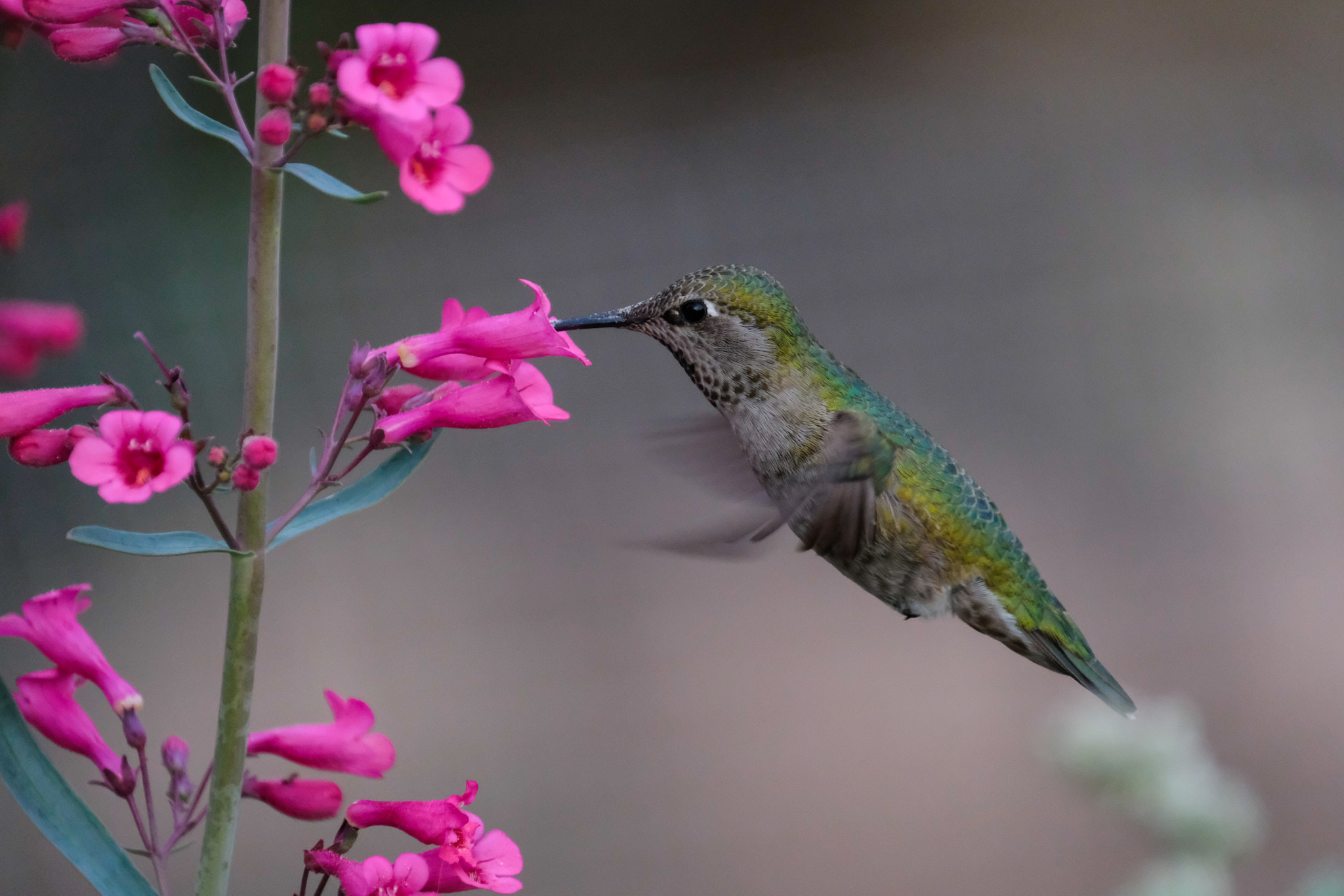 Fujifilm XF 100-400mm F4.5-5.6 R LM OIS WR sample photo. Hummingbird photography