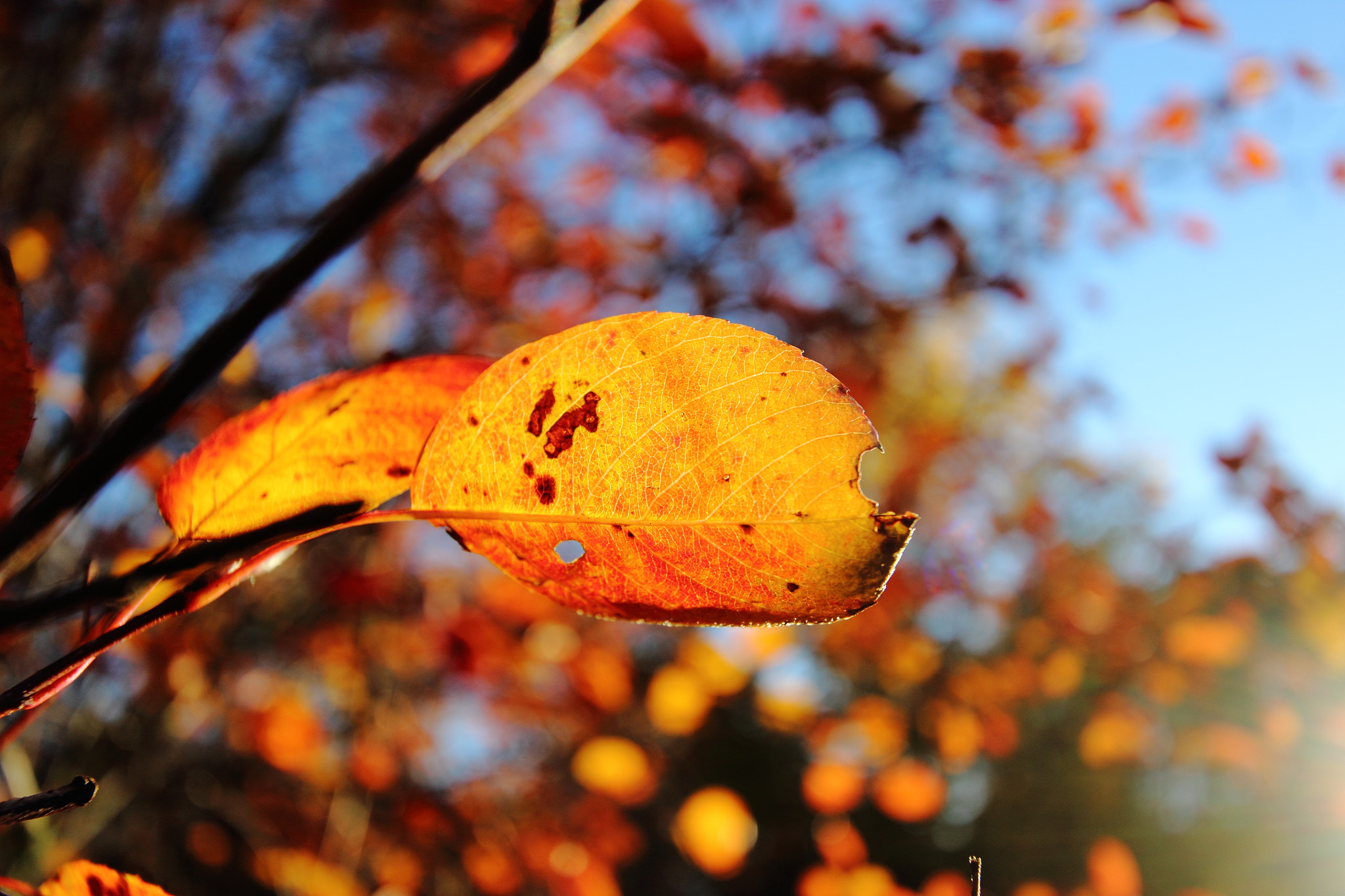 Canon EF-S 10-22mm F3.5-4.5 USM sample photo. Autumn leaf photography