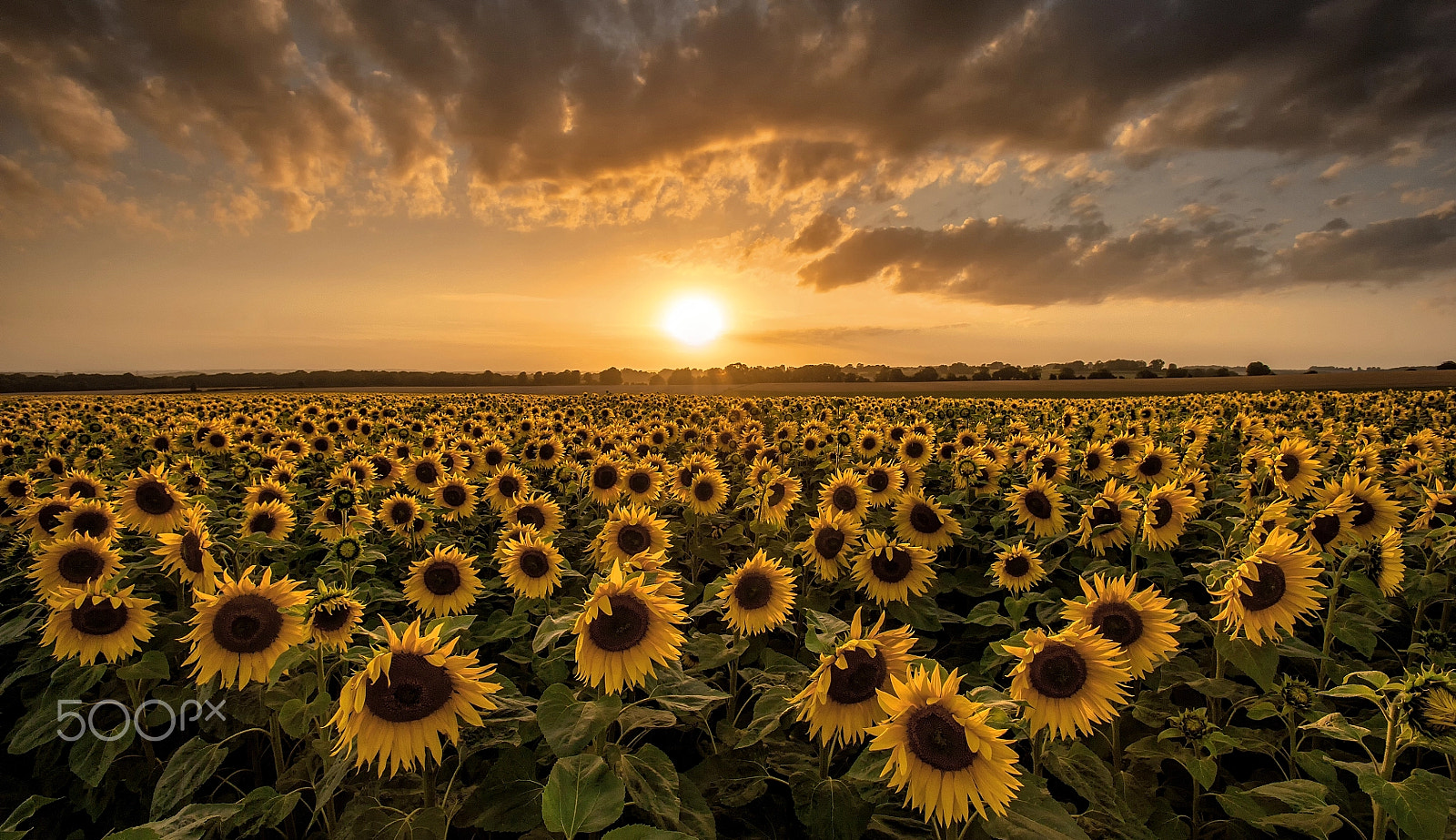 Nikon D700 + Nikon AF-S Nikkor 17-35mm F2.8D ED-IF sample photo. Sunflowers at sunset. photography