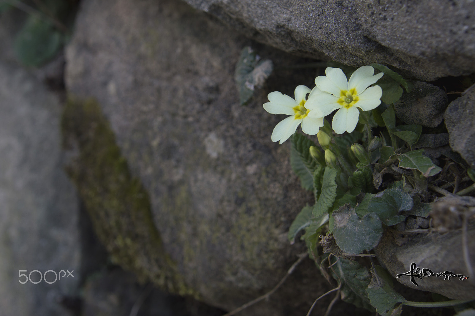 Nikon D3200 sample photo. Spingtime photography