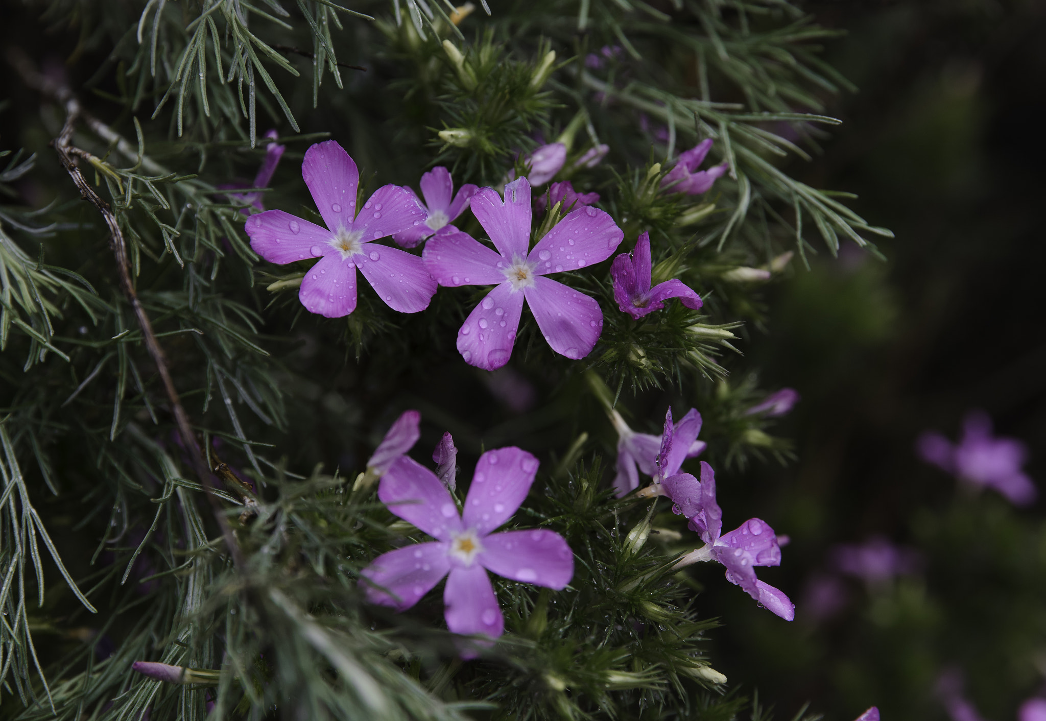 Canon EF 24-70mm F2.8L II USM sample photo. Wild flowers photography