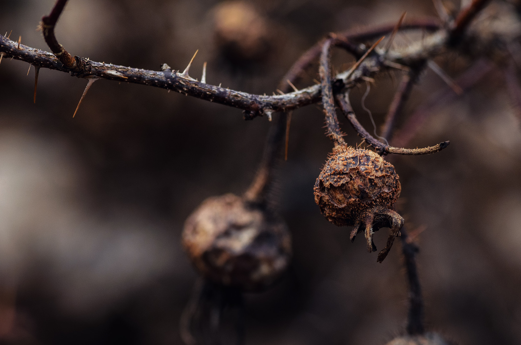 Nikon D7000 + Tokina AT-X Pro 100mm F2.8 Macro sample photo. Between the thorns photography