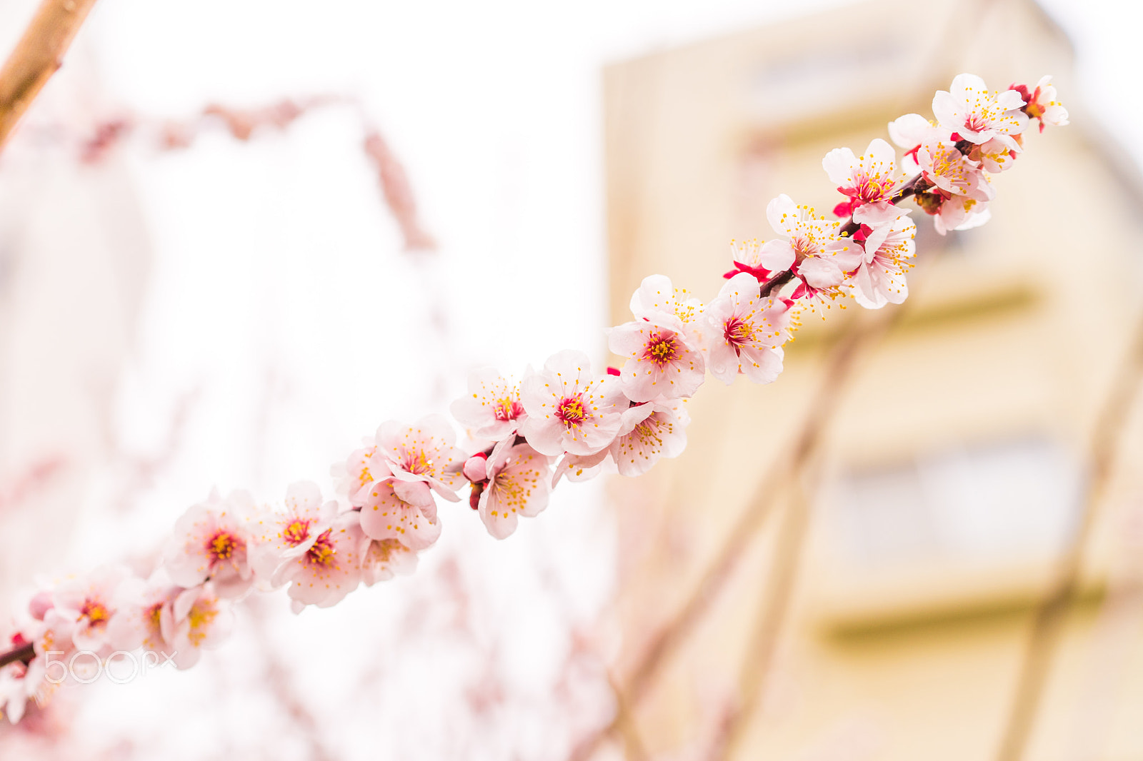 Sony Distagon T* FE 35mm F1.4 ZA sample photo. Dsc00694.arw photography