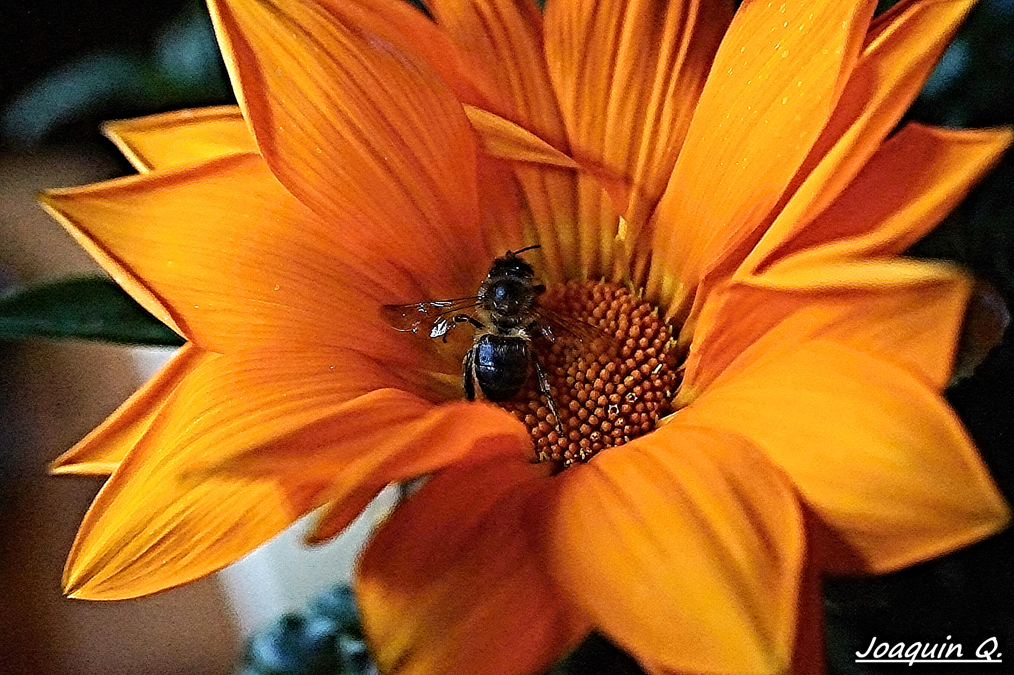 Sony Alpha a5000 (ILCE 5000) + Sony E 18-50mm F4-5.6 sample photo