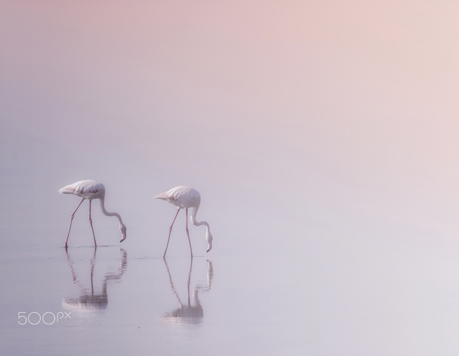 Sigma 150-500mm F5-6.3 DG OS HSM sample photo. Serenity photography