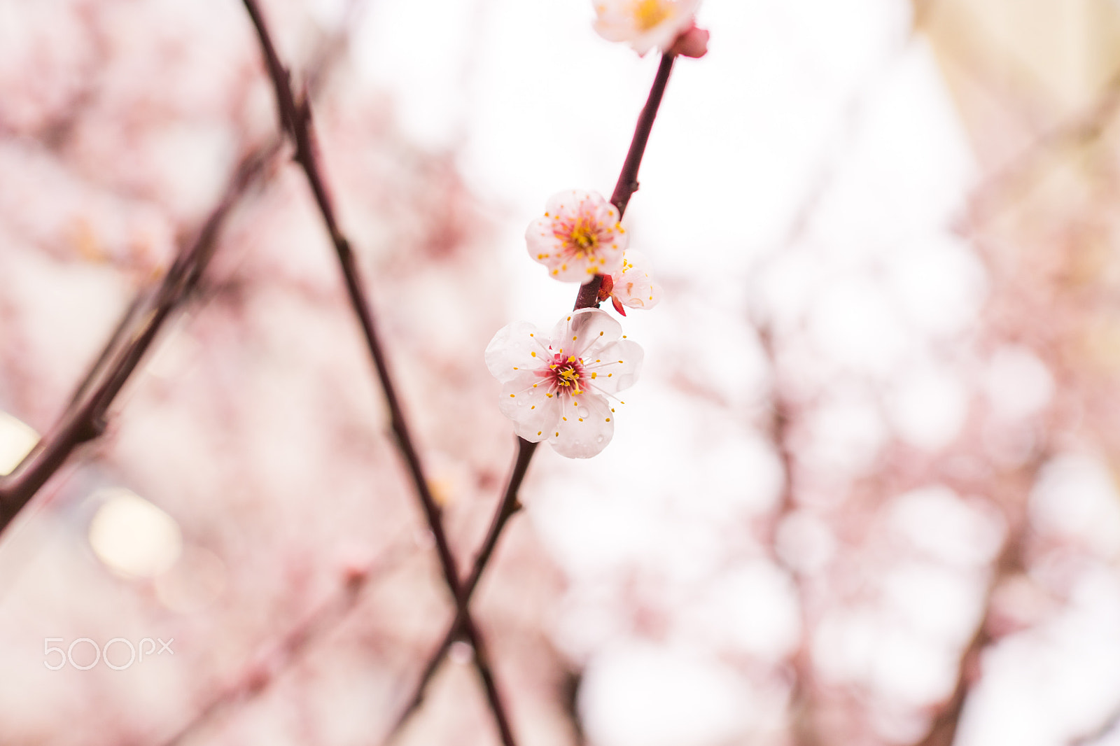 Sony a7 II + Sony Distagon T* FE 35mm F1.4 ZA sample photo. Dsc00688.arw photography