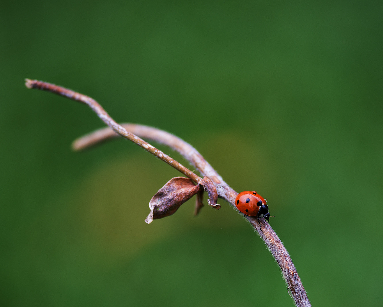 Nikon D600 + Nikon AF-S Nikkor 300mm F4D ED-IF sample photo. Lady bug photography