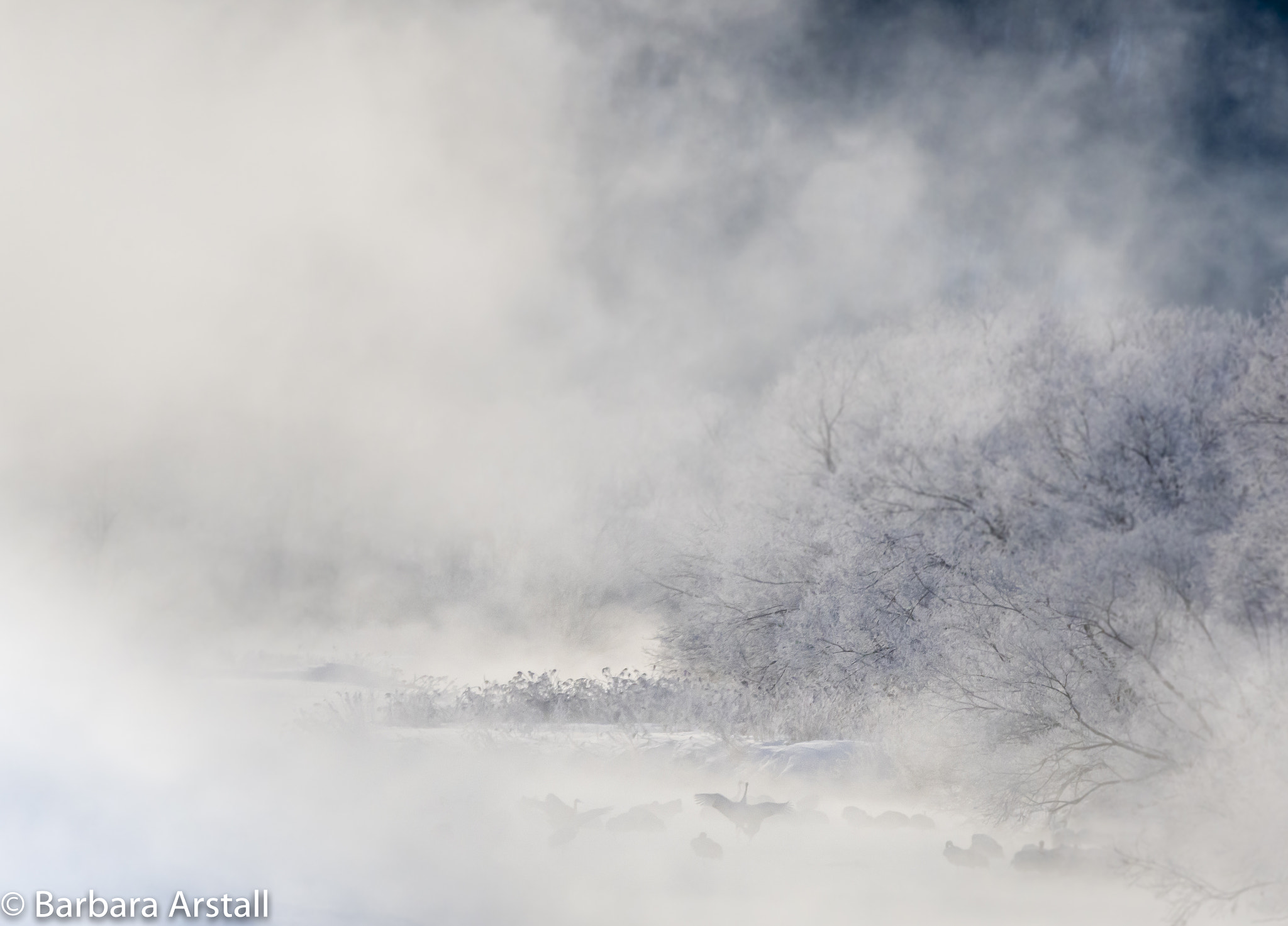 Nikon D500 sample photo. Red crowned cranes dancing at sunrise photography