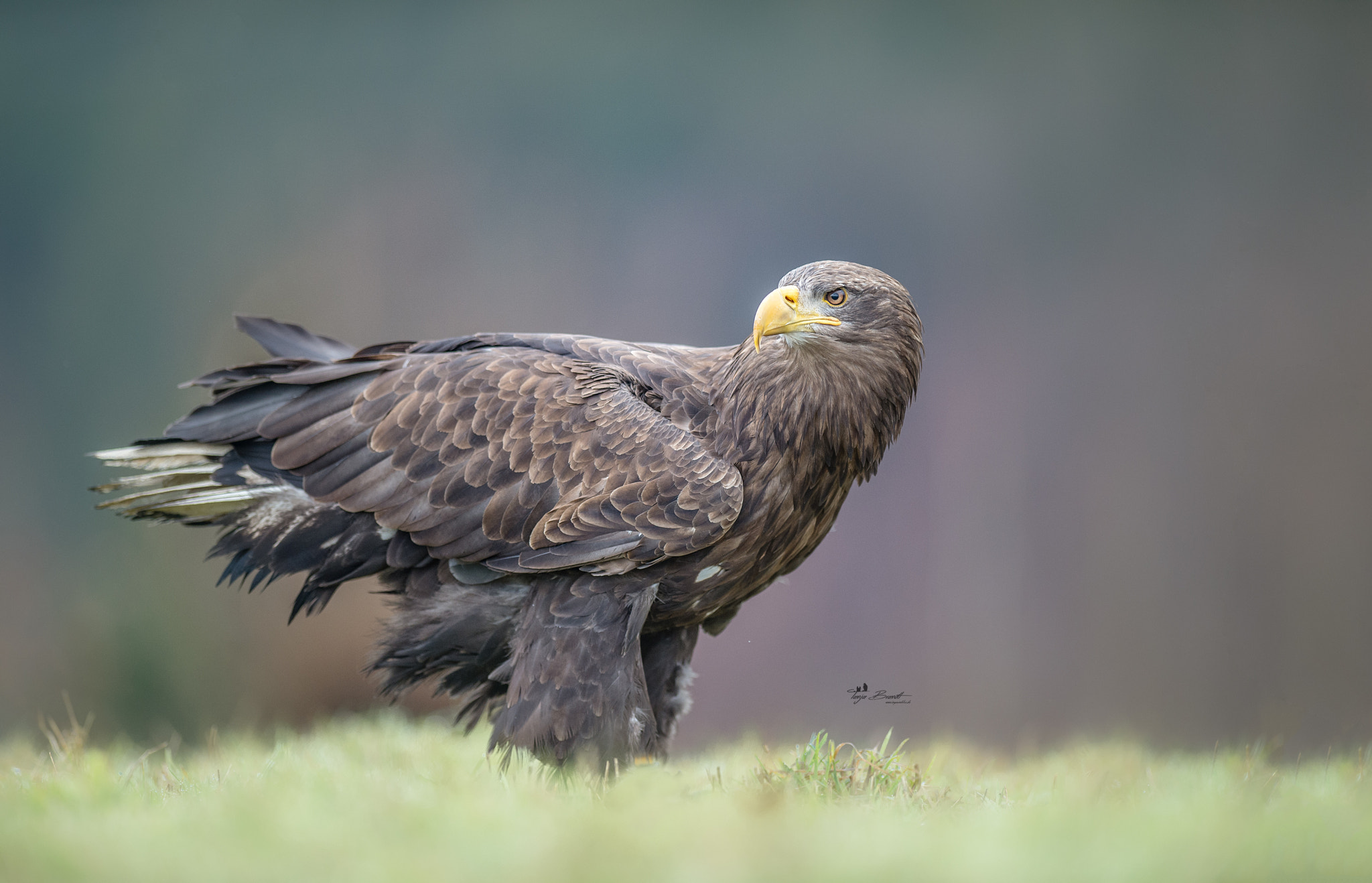 Nikon AF-S Nikkor 300mm F2.8G ED VR II sample photo. Proud photography