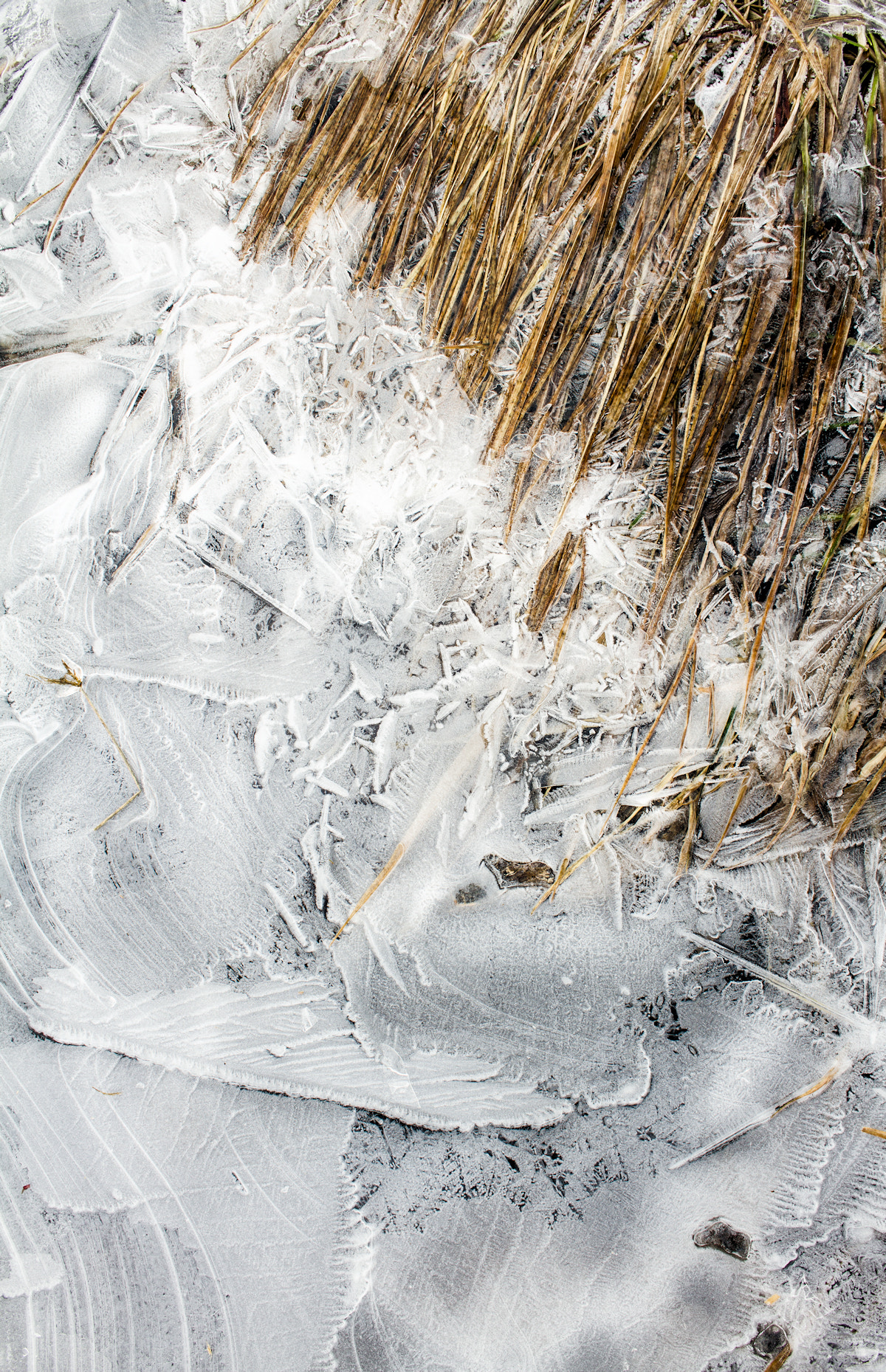 Canon EF-S 24mm F2.8 STM sample photo. Weeds and frozen waterhole photography