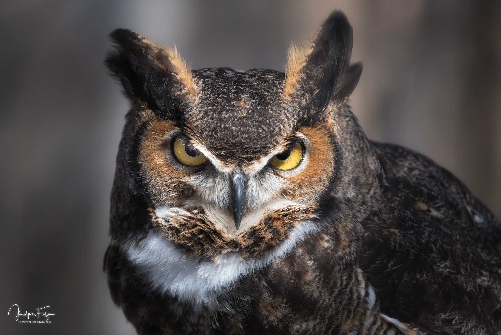Nikon D750 sample photo. Rudy the great horned owl photography