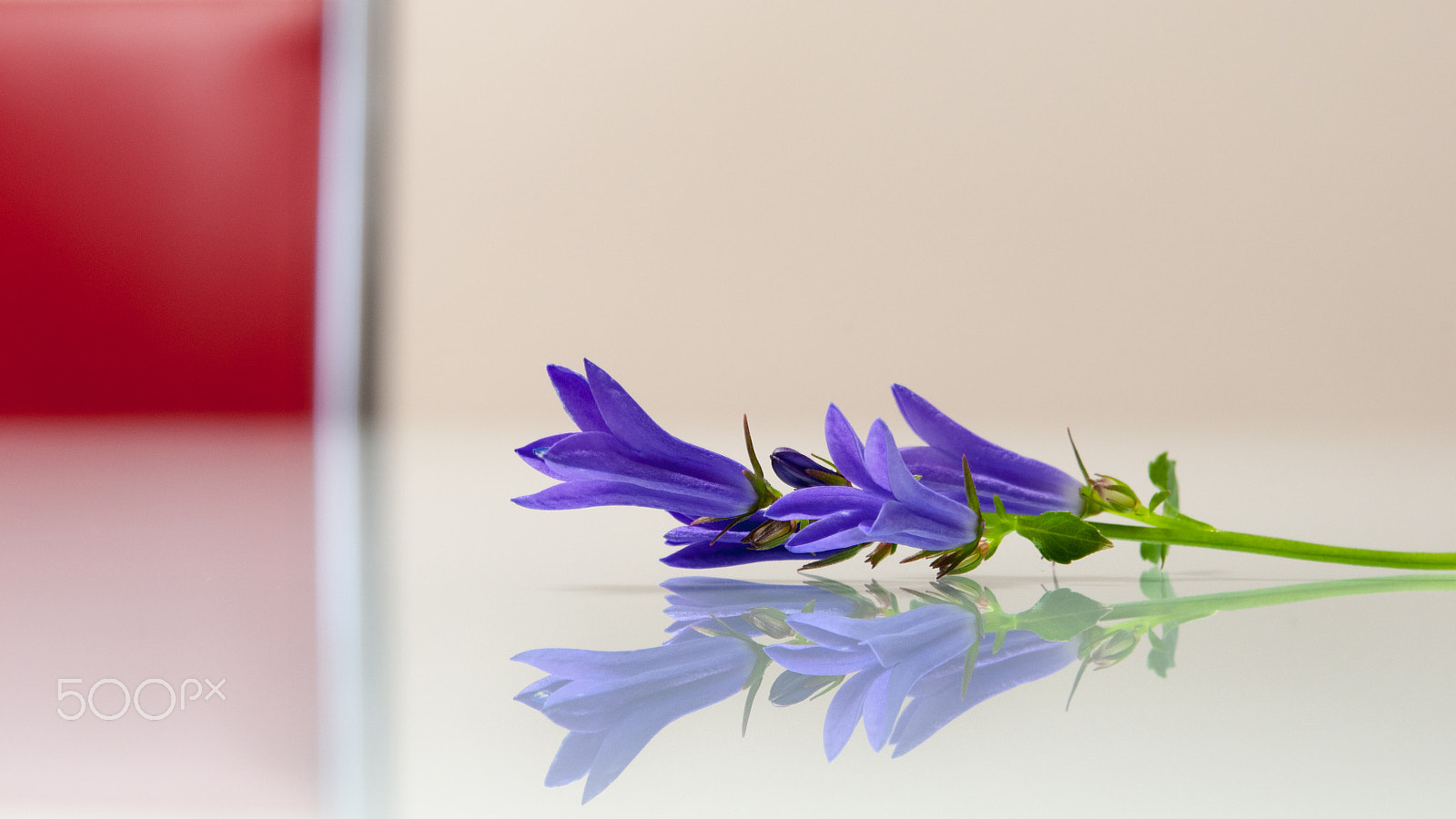 Nikon AF-S Micro-Nikkor 60mm F2.8G ED sample photo. Minimal flowers photography
