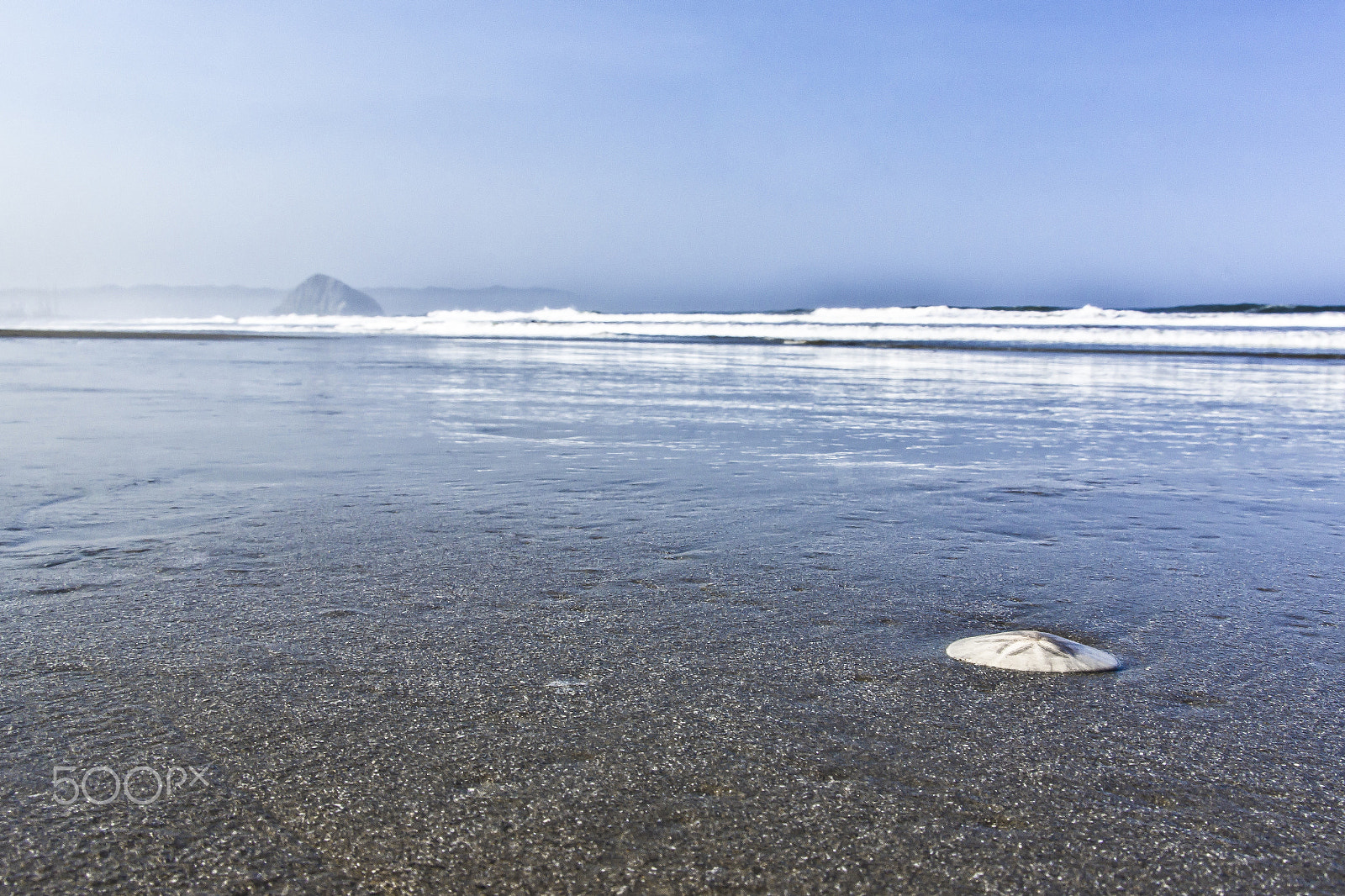 Sony SLT-A65 (SLT-A65V) sample photo. Sand dollar photography