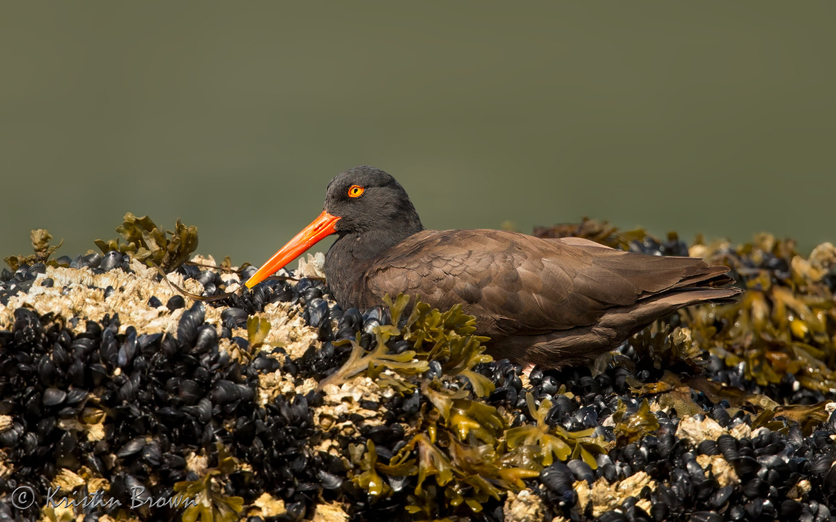 Canon EF 500mm F4L IS II USM sample photo. Black oystercatcher photography