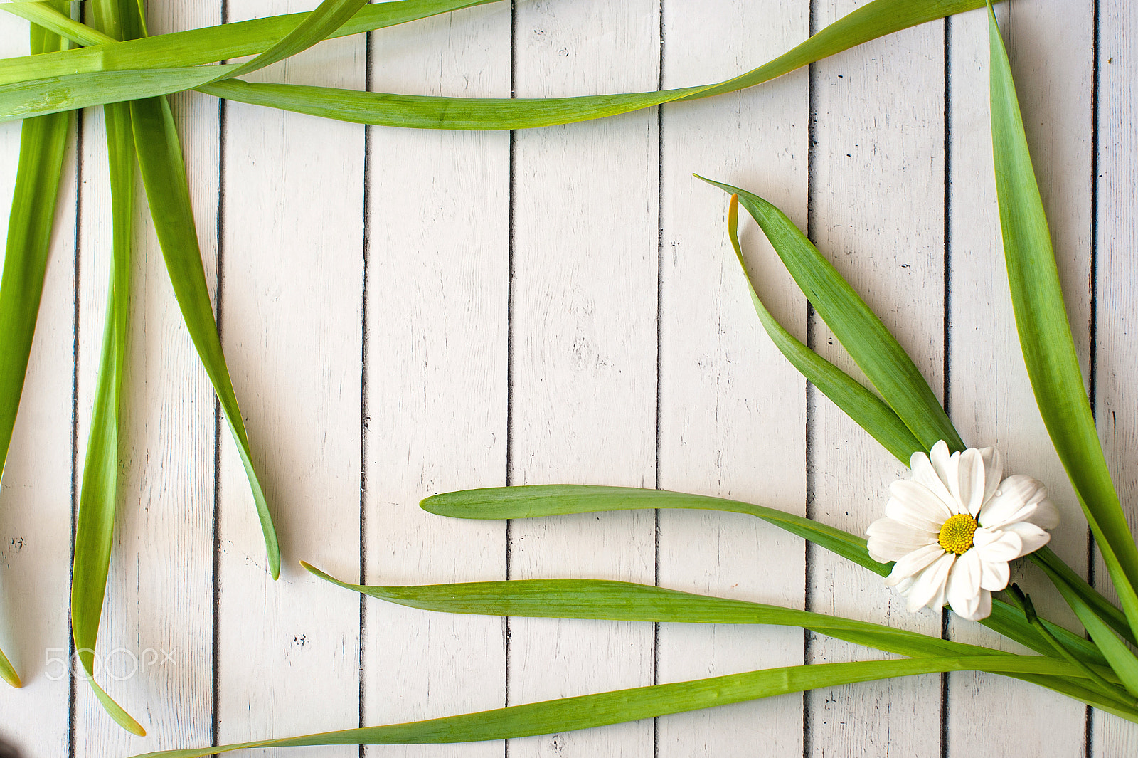 Nikon D700 + Nikon AF Nikkor 50mm F1.4D sample photo. White flower with green leaves lies on white table photography