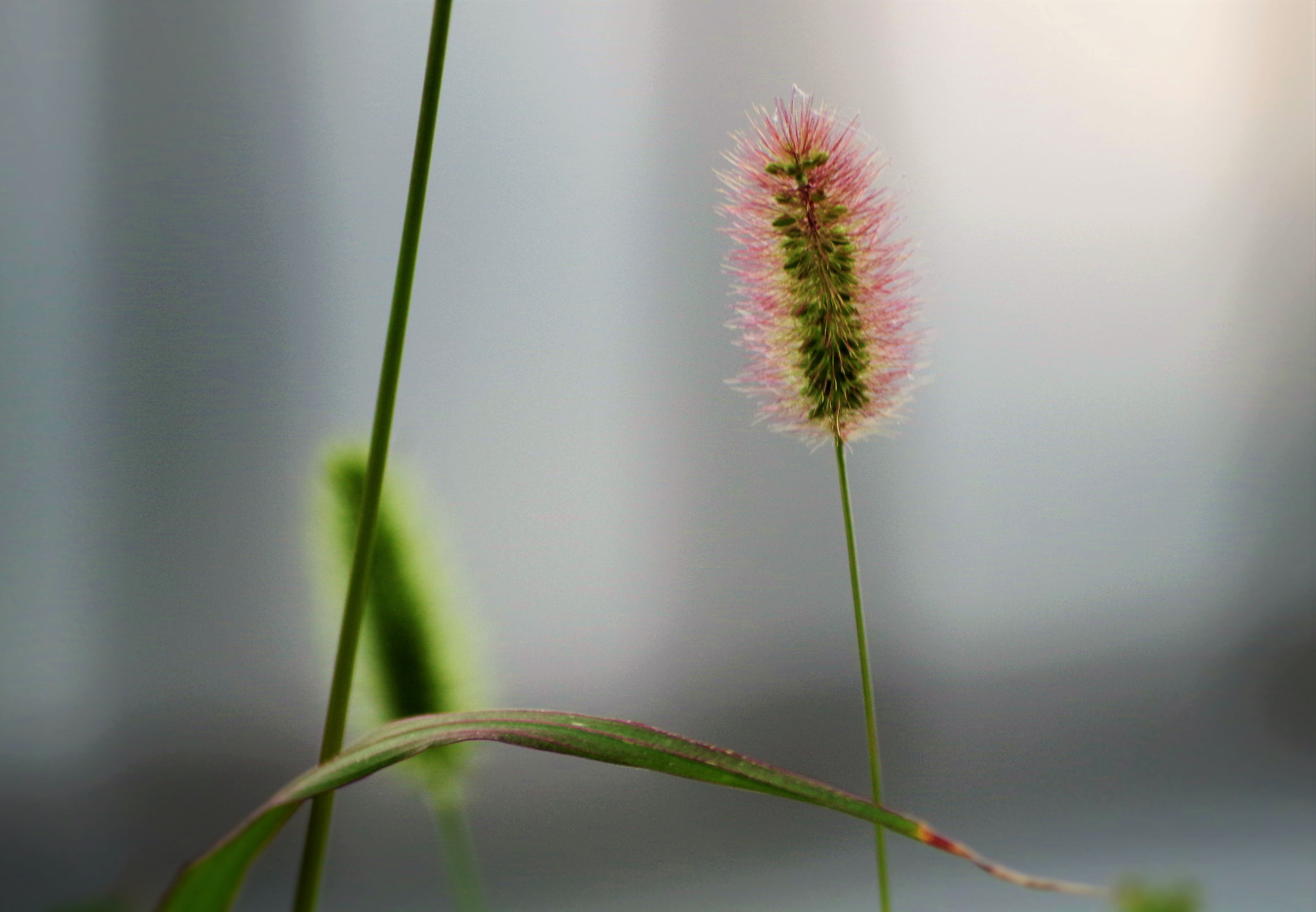 Pentax K-50 + Pentax smc DA 50-200mm F4-5.6 ED sample photo. Pretty floral bokeh photography