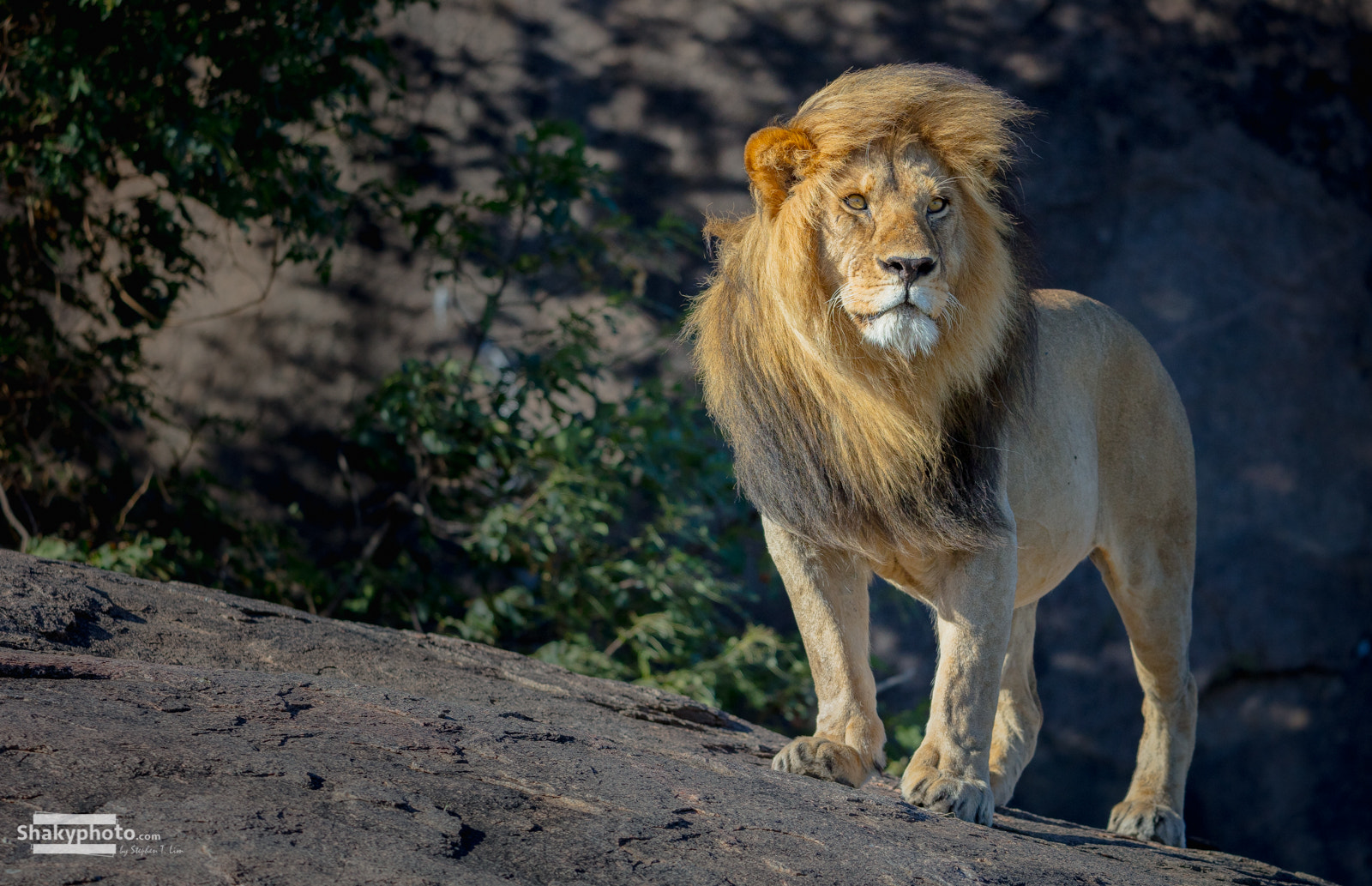 Canon EOS 5DS R + Canon EF 200-400mm F4L IS USM Extender 1.4x sample photo. Lion photography