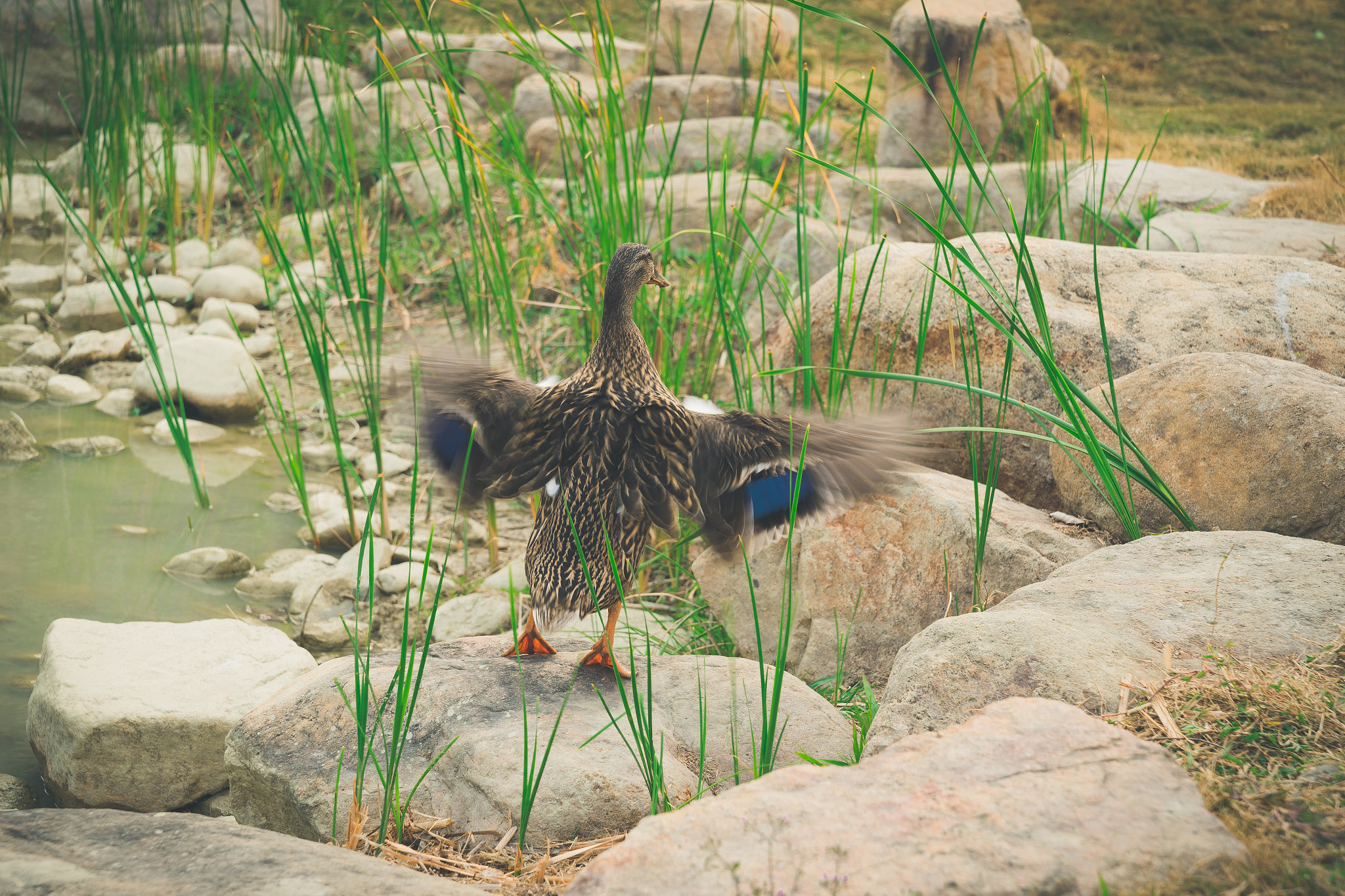 Sony a7 II + Sony FE 24-70mm F2.8 GM sample photo. Fly? photography
