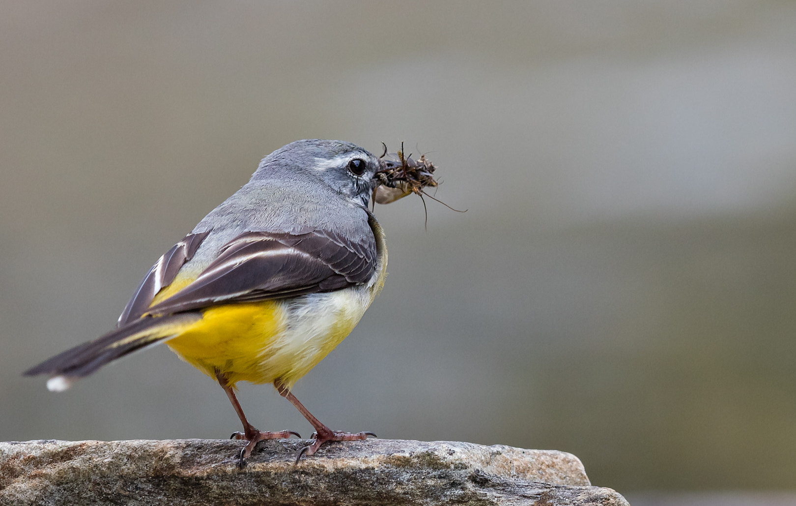 Canon EF 600mm F4L IS II USM sample photo. Bergeronnette photography
