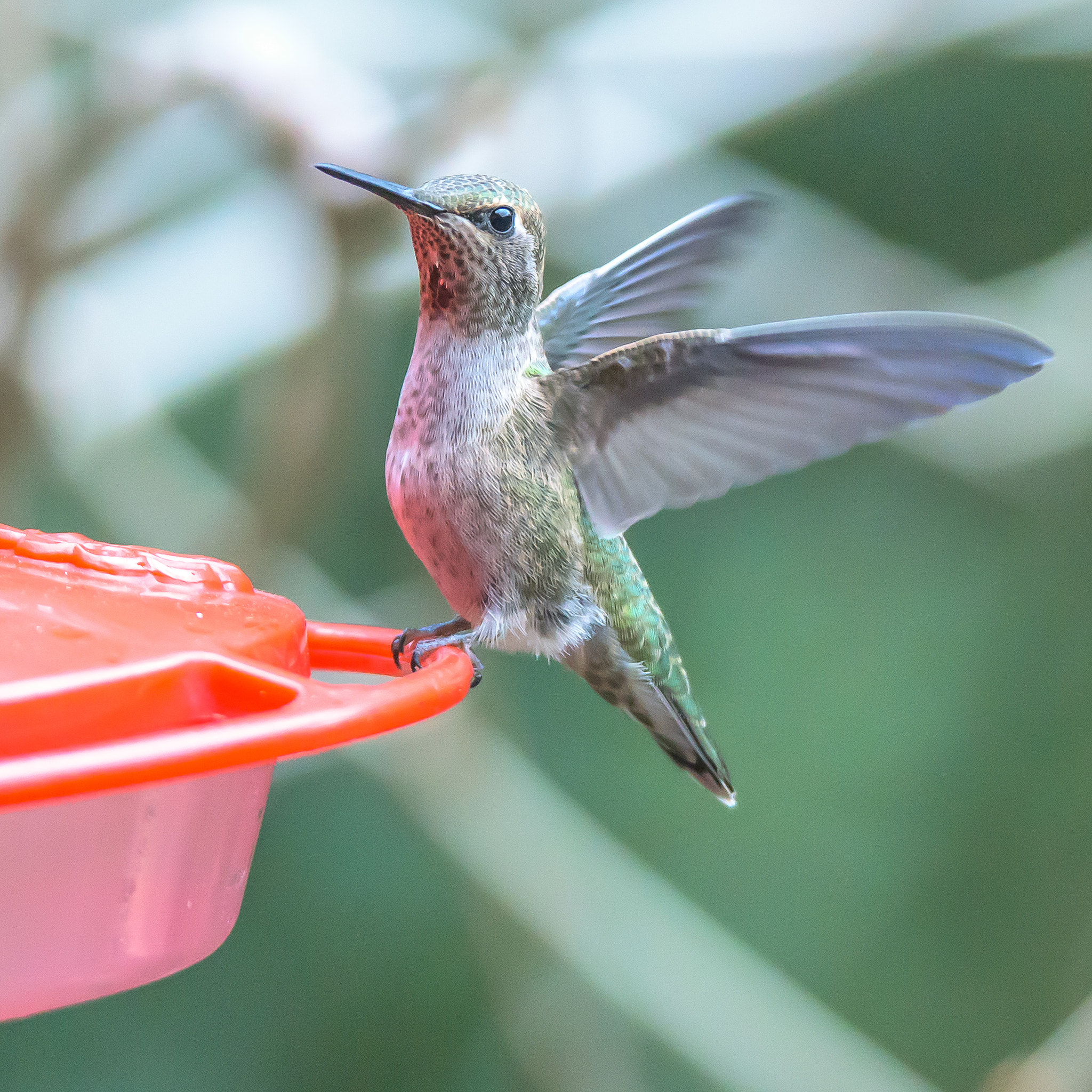 Nikon D810 sample photo. Hummingbird photography