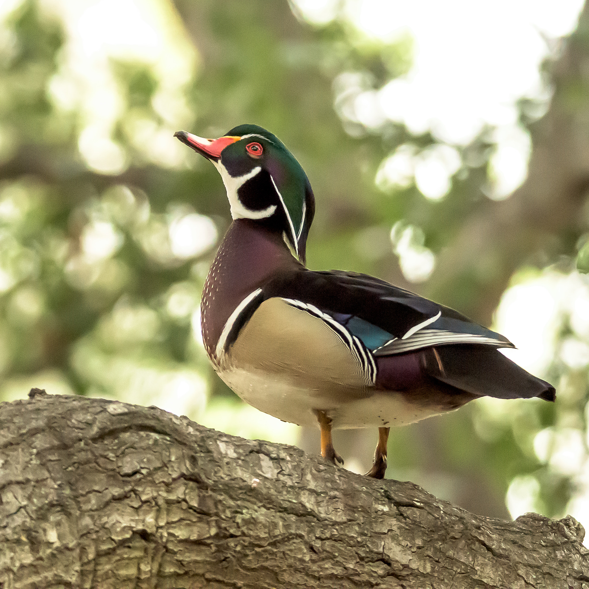 Nikon D810 sample photo. Wood duck photography