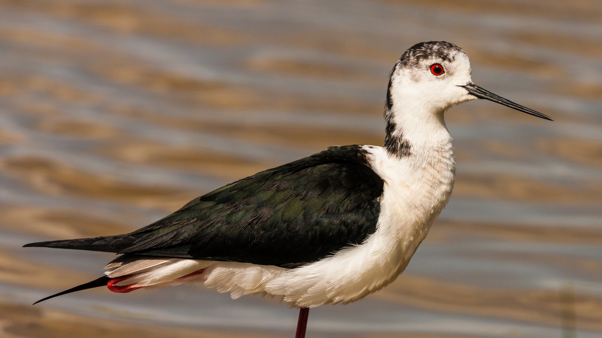 Canon EOS-1Ds Mark III + Canon EF 500mm F4L IS USM sample photo. Side portrait of a black-winged stilt photography