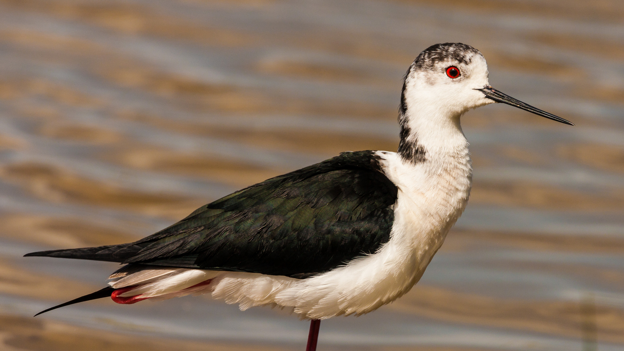 Canon EF 500mm F4L IS USM sample photo. Side portrait of a black-winged stilt photography