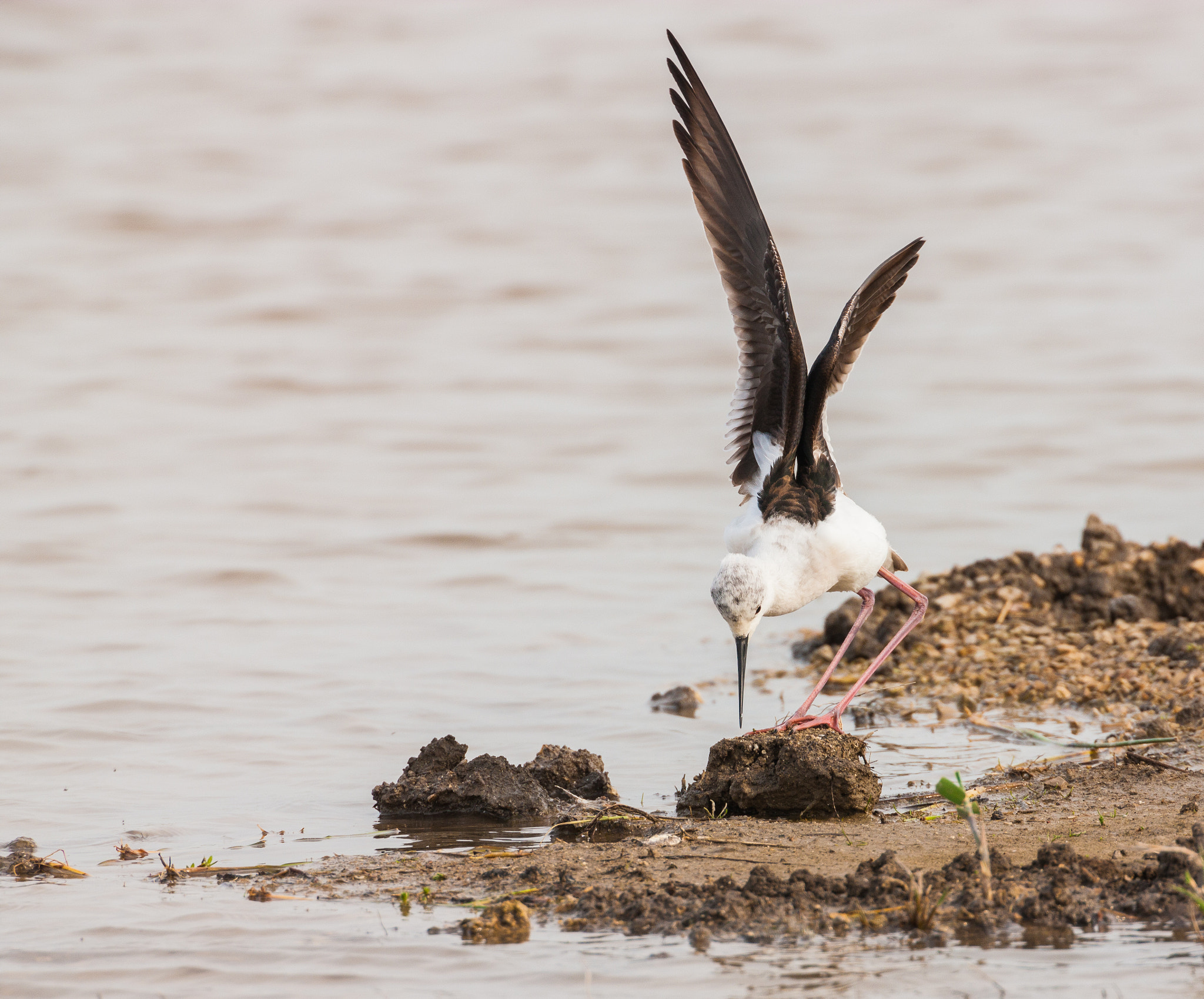 Canon EF 500mm F4L IS USM sample photo. Black-winged stilt landing on mud photography