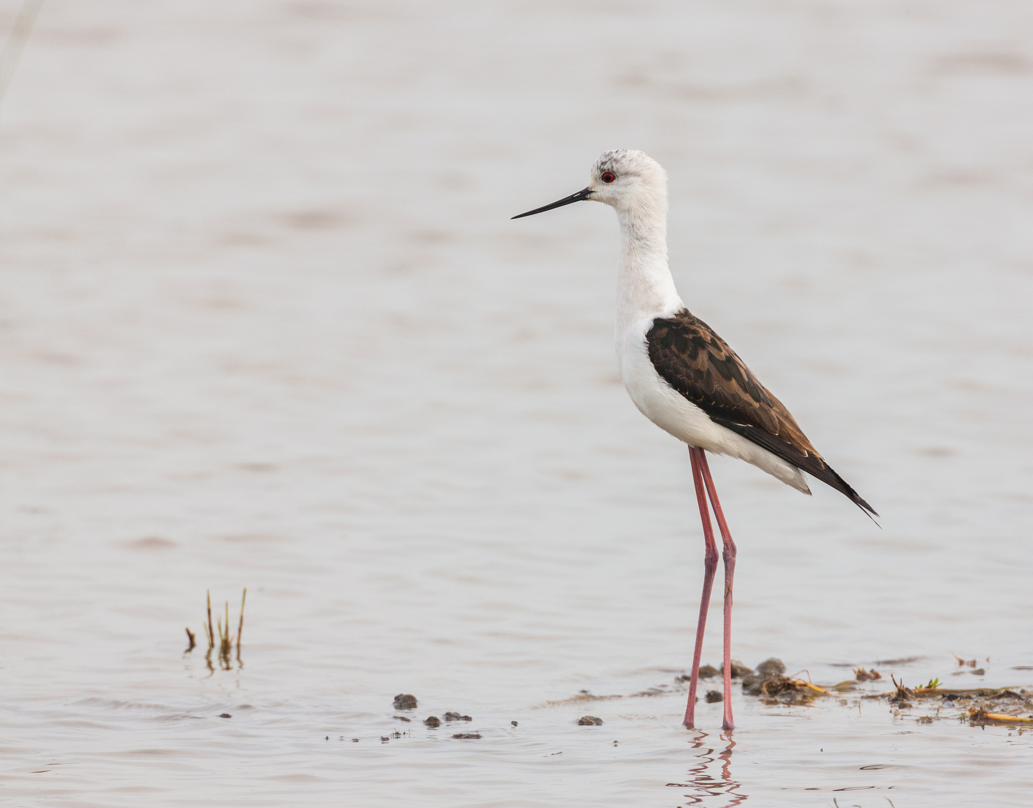 Canon EF 500mm F4L IS USM sample photo. Black-winged stilt standing in a shallow pond photography