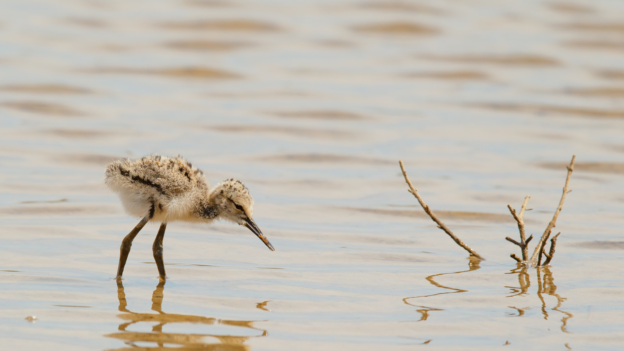 Canon EF 600mm F4L IS II USM sample photo. Chick of a black-winged stilt photography