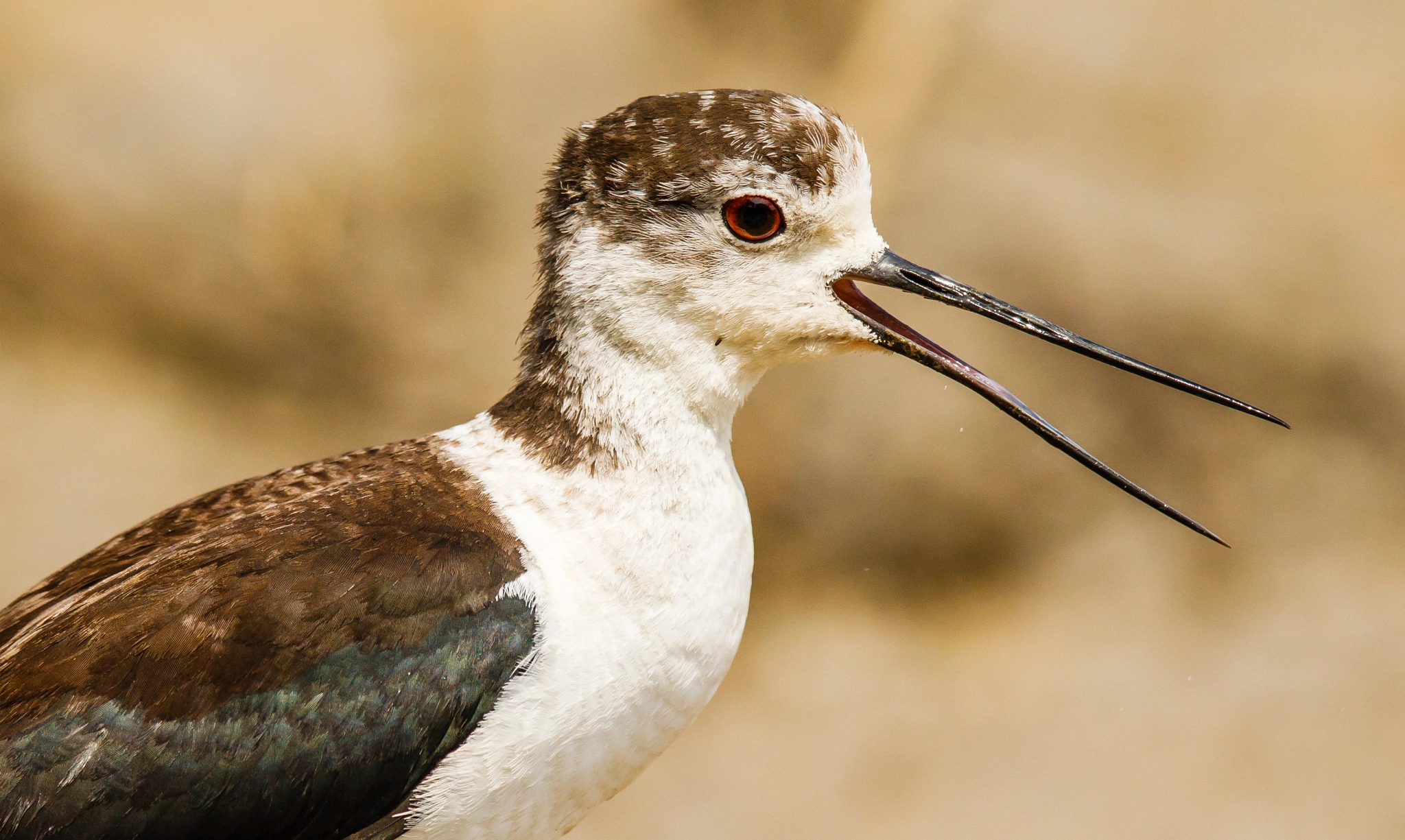 Canon EF 600mm F4L IS II USM sample photo. Head portrait of a black-winged stilt calling photography