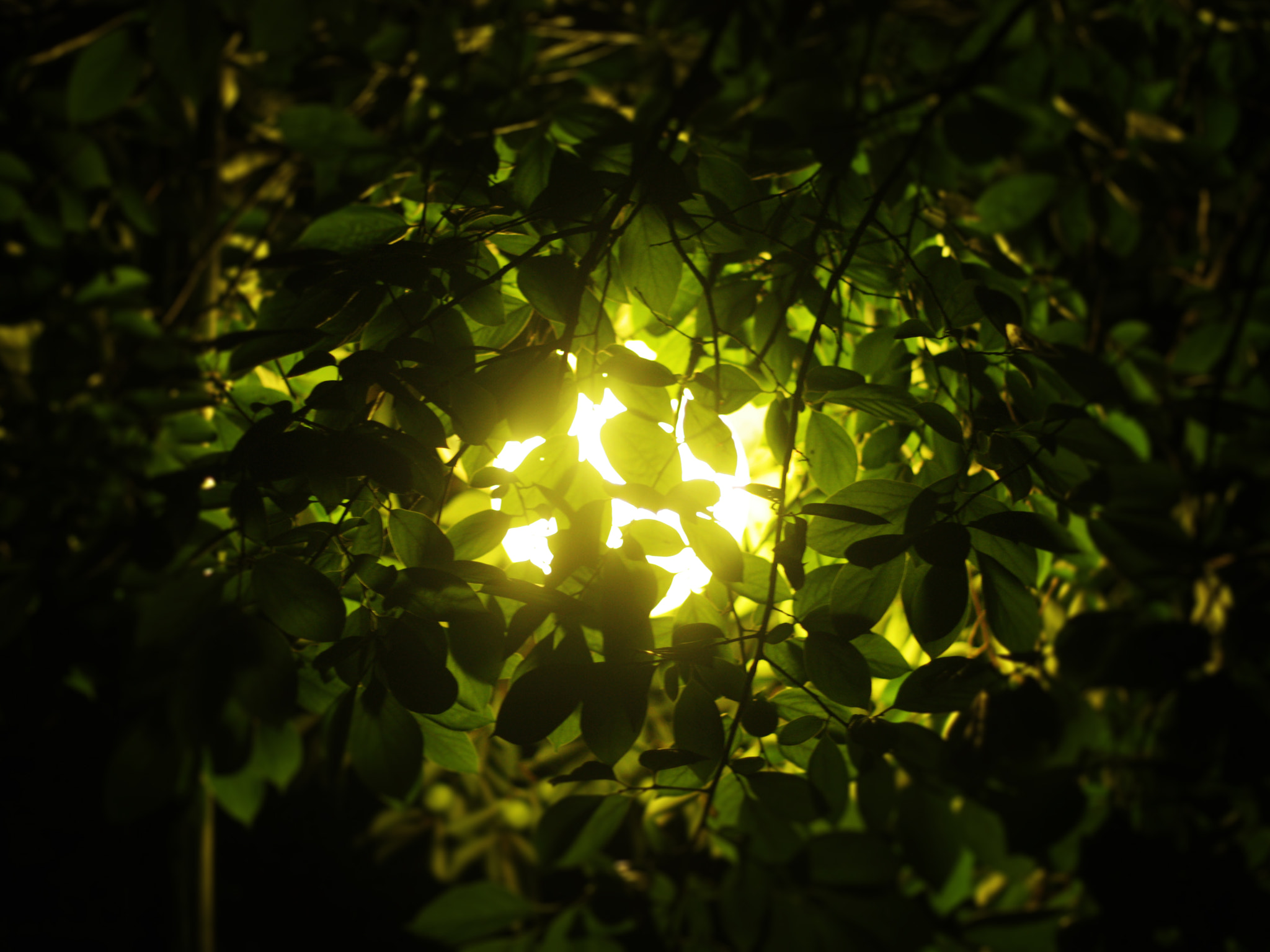 Canon EOS 450D (EOS Rebel XSi / EOS Kiss X2) + Canon EF 50mm F1.8 STM sample photo. 사이사이로 비추는 빛 photography