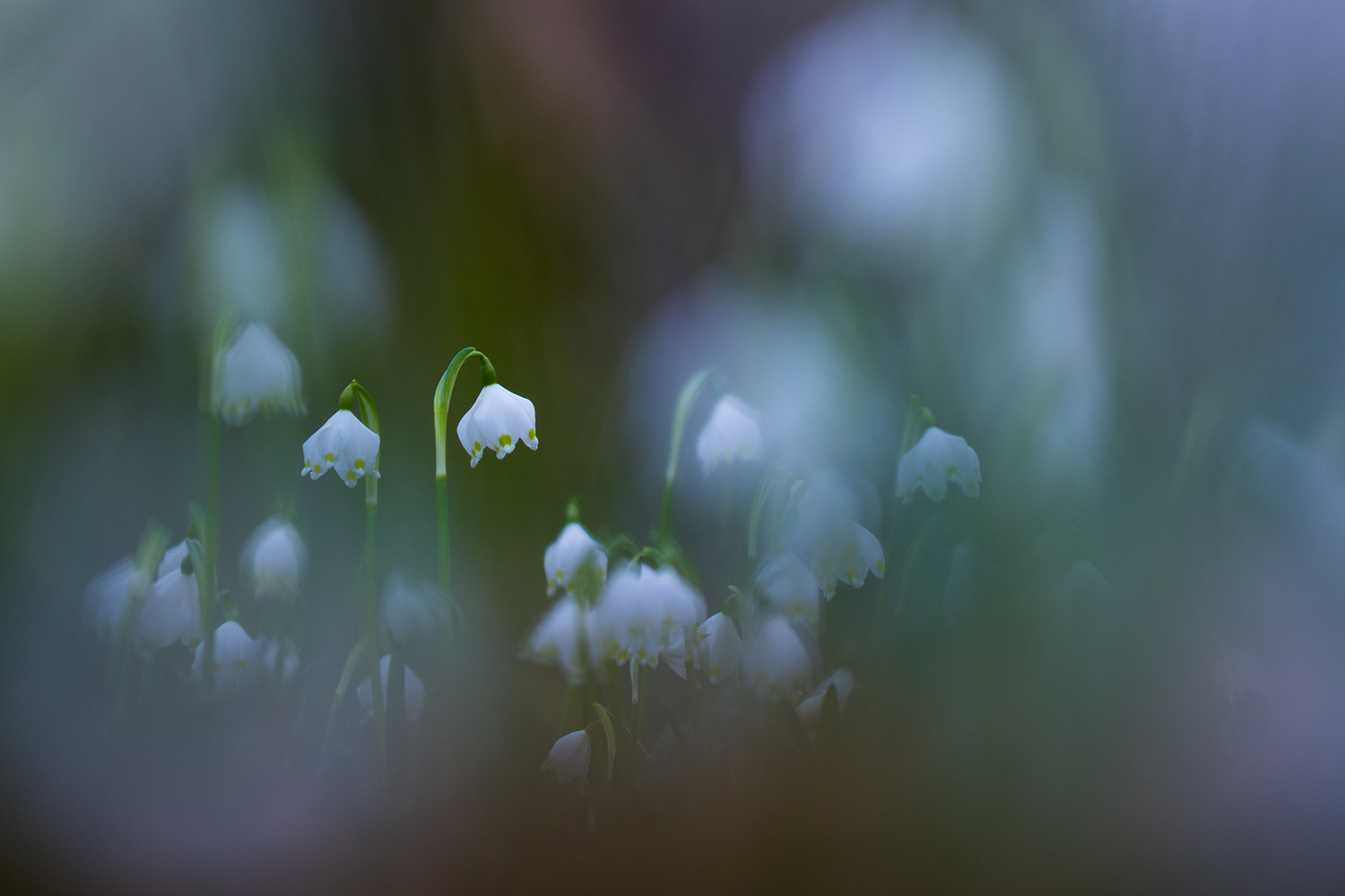 Sigma APO Macro 150mm f/2.8 EX DG HSM sample photo. { abends... } photography