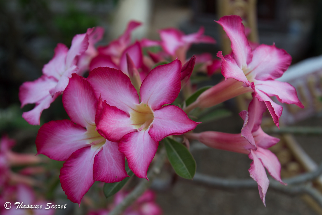 Canon EOS 100D (EOS Rebel SL1 / EOS Kiss X7) + Canon EF 16-35mm F2.8L USM sample photo. Adenium obesum balf., photography