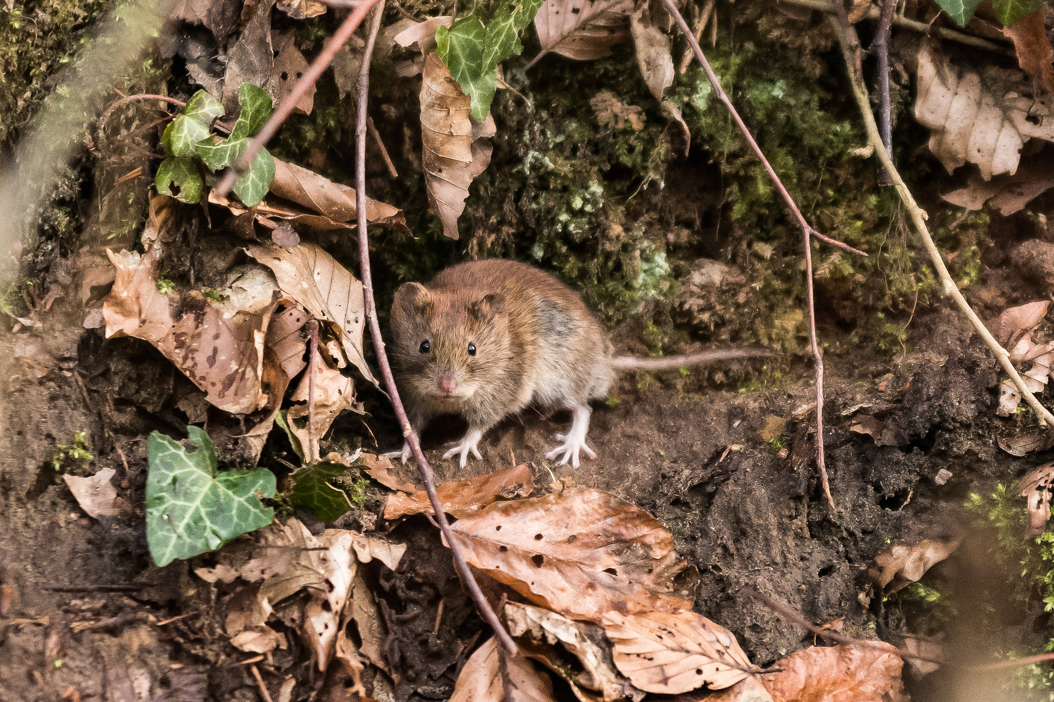 Sigma 70-200mm F2.8 EX DG OS HSM sample photo. The mouse photography