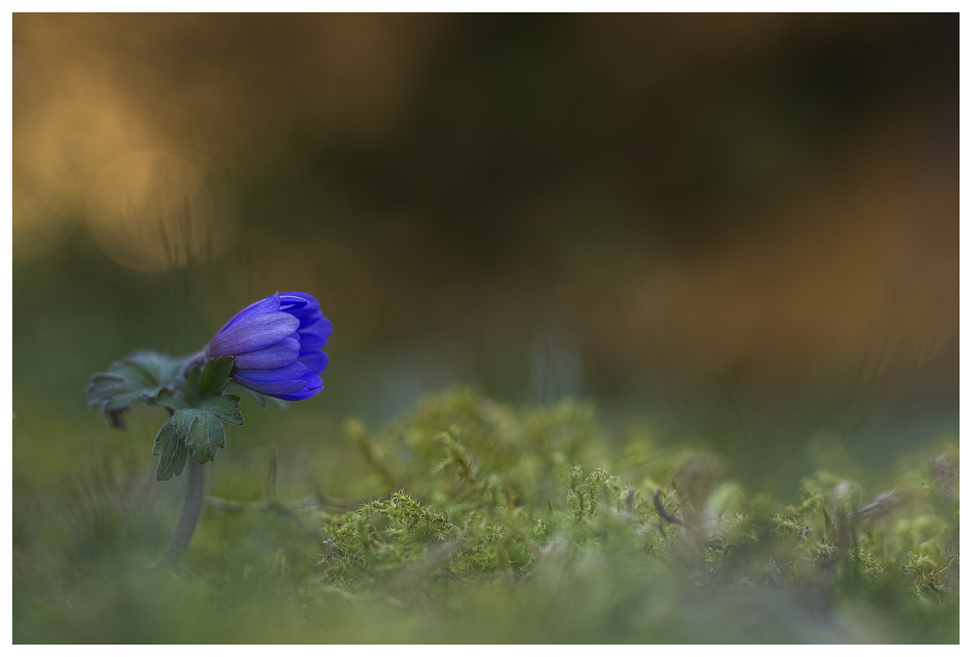 Nikon D600 + Sigma 50mm F1.4 DG HSM Art sample photo. Anemone blanda blue shades photography