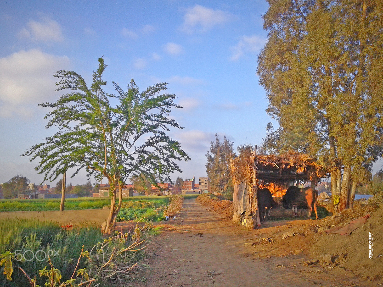 Samsung Galaxy Core sample photo. Countryside life style photography