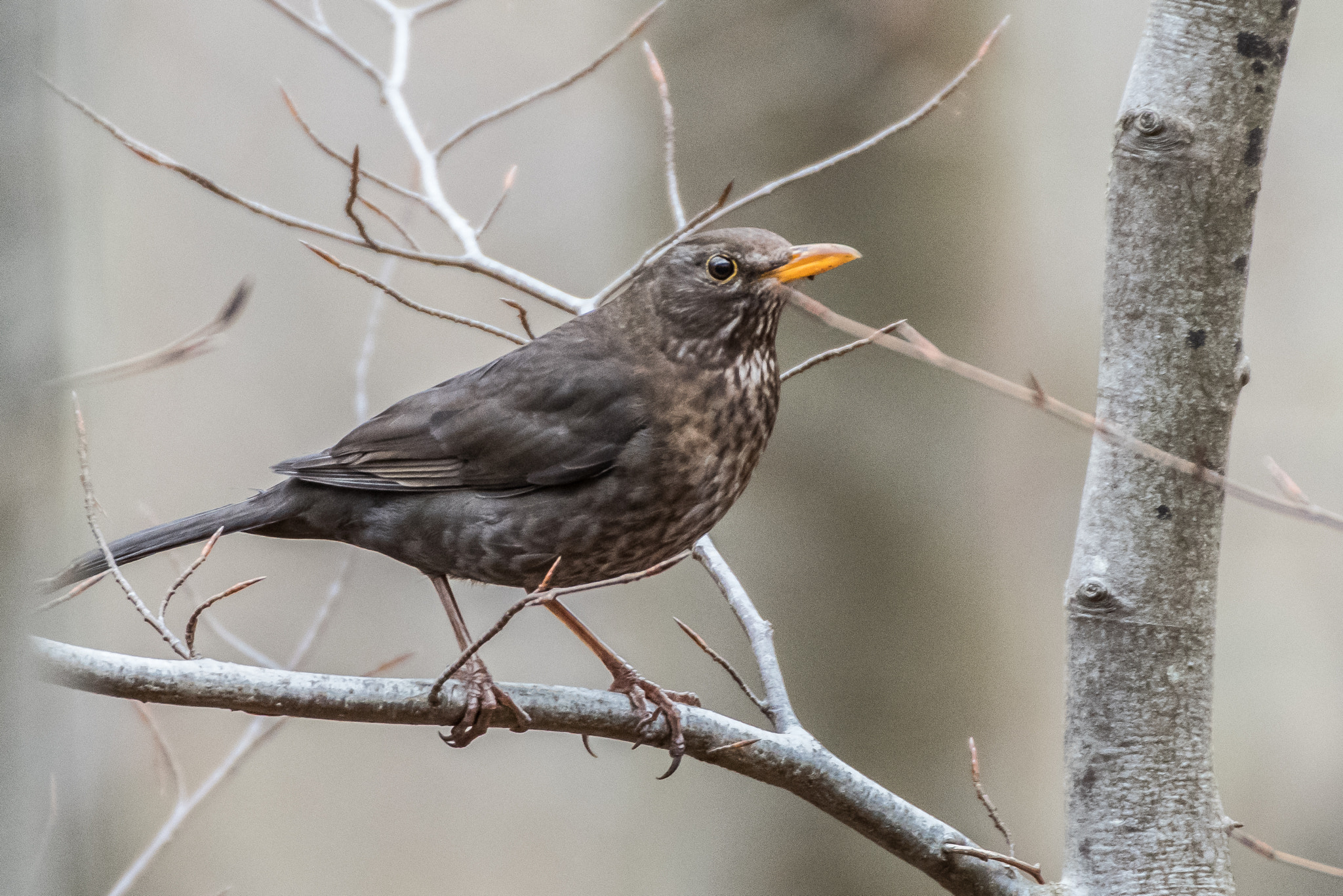 Sigma 50-500mm F4.5-6.3 DG OS HSM sample photo. Female blackbird photography