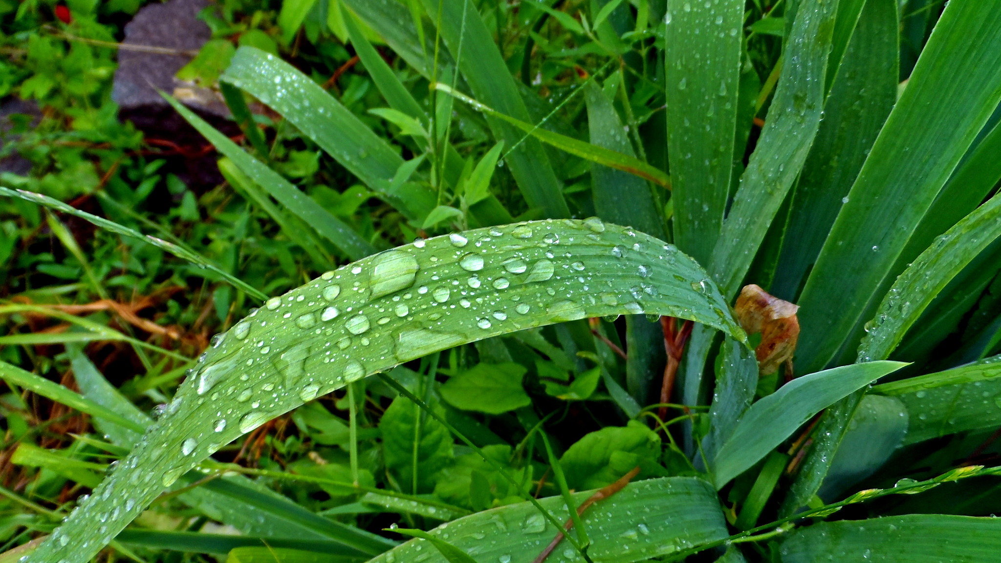 Samsung WB150 / WB150F / WB152 / WB152F / WB151 / WB151F / WB140 sample photo. Sam_5379 Роса photography