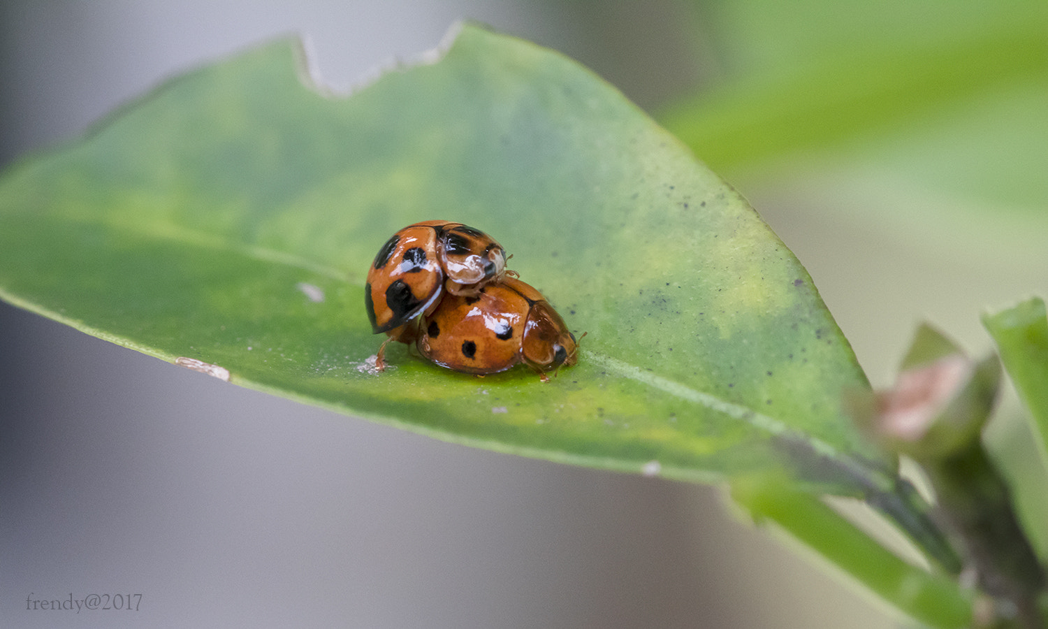 Canon EOS M3 sample photo. Bugs love  photography
