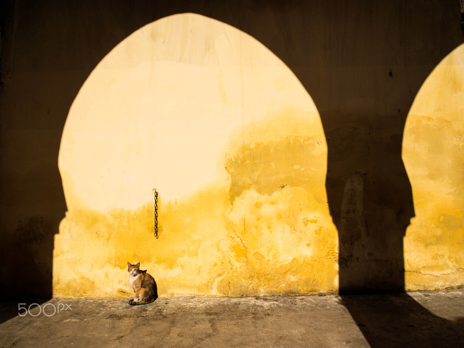 OLYMPUS 14-42mm Lens sample photo. The moroccan cat photography