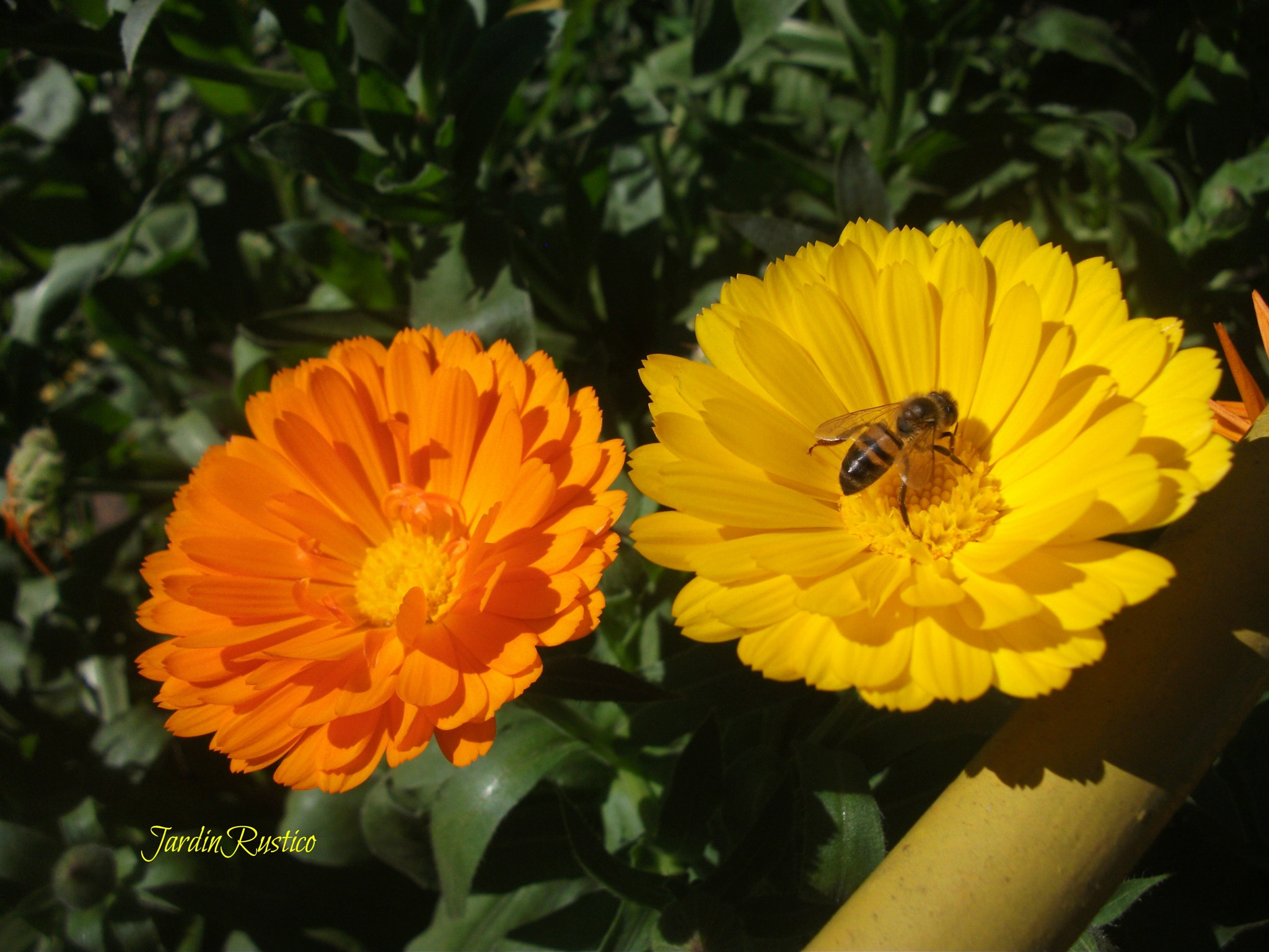 Fujifilm FinePix AV100 sample photo. Detail in the garden photography